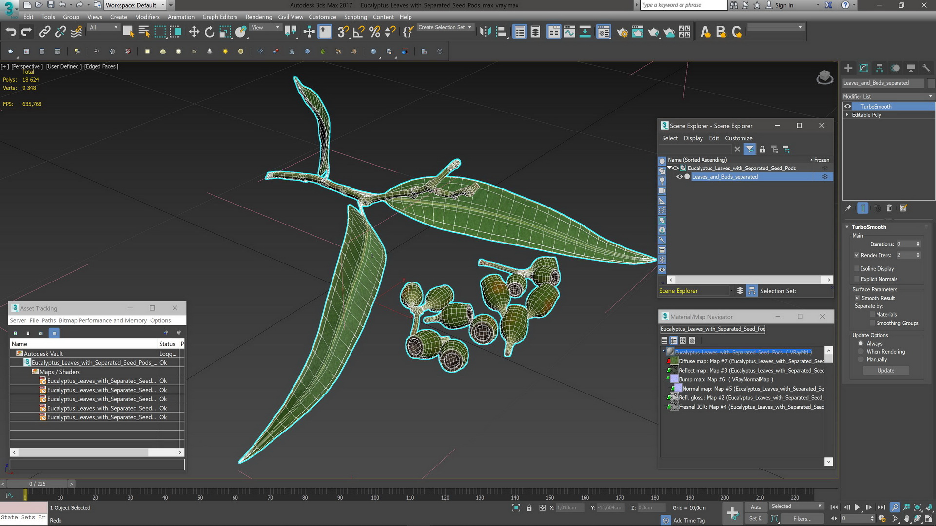 Eucalyptus Leaves with Separated Seed Pods 3D