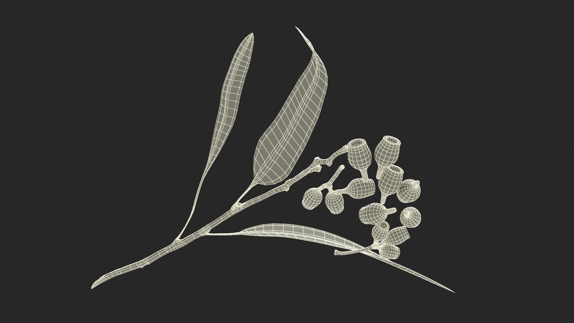 Eucalyptus Leaves with Separated Seed Pods 3D