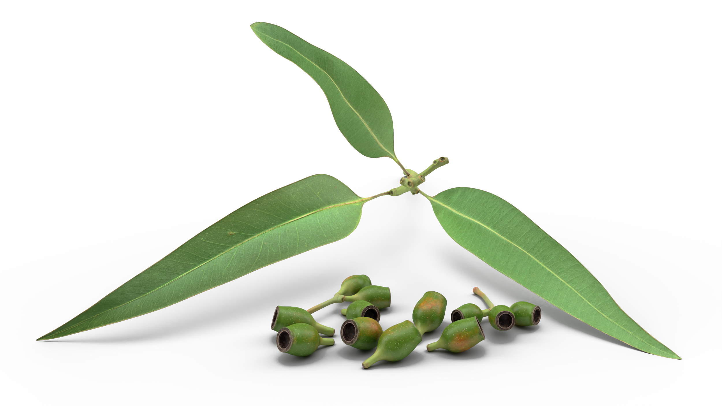 Eucalyptus Leaves with Separated Seed Pods 3D