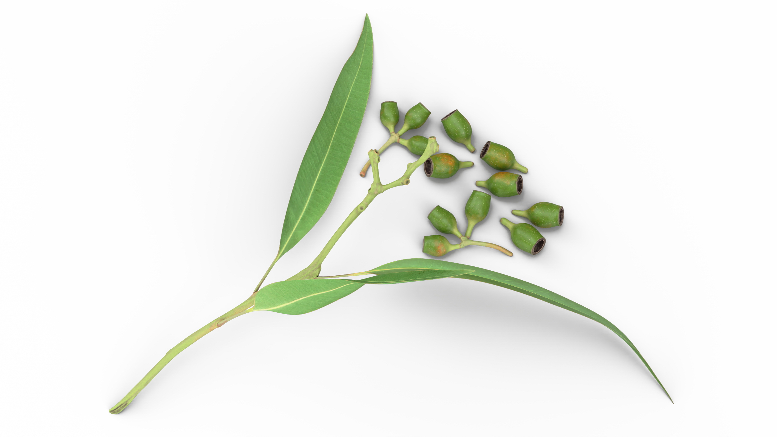 Eucalyptus Leaves with Separated Seed Pods 3D