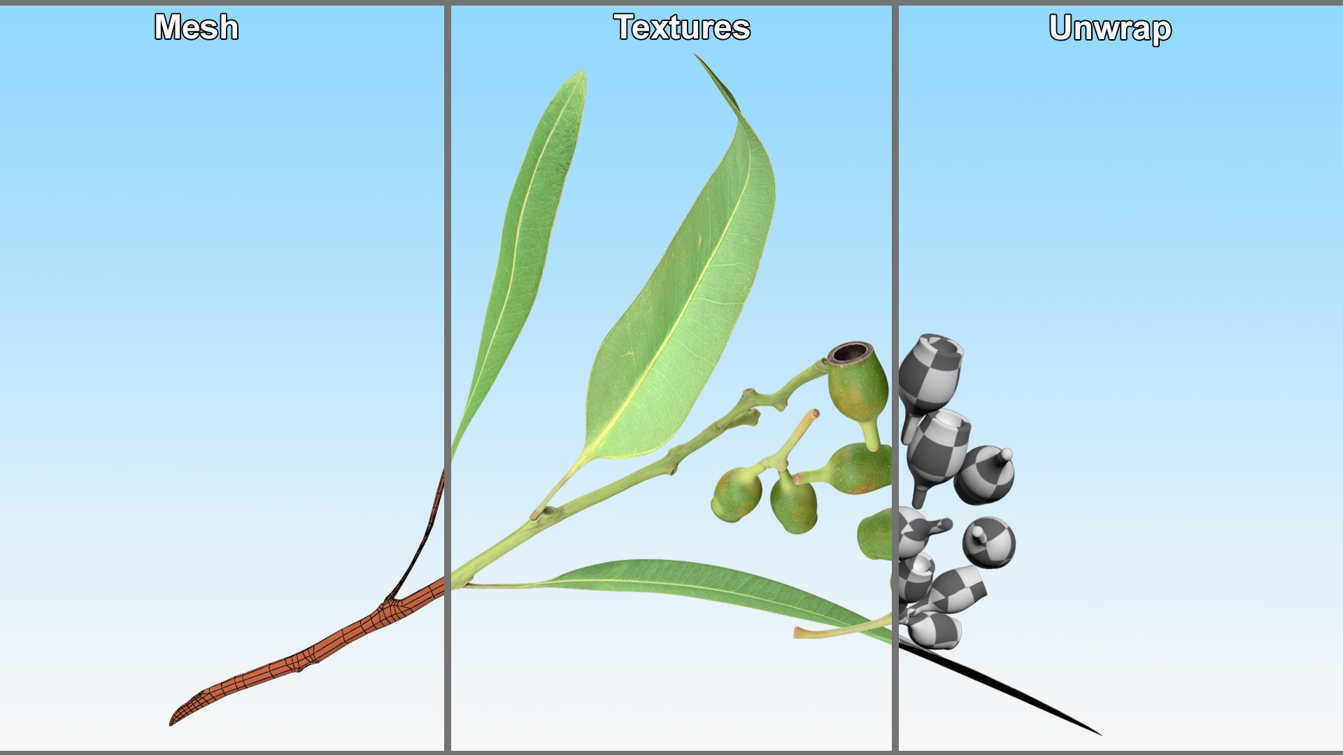 Eucalyptus Leaves with Separated Seed Pods 3D