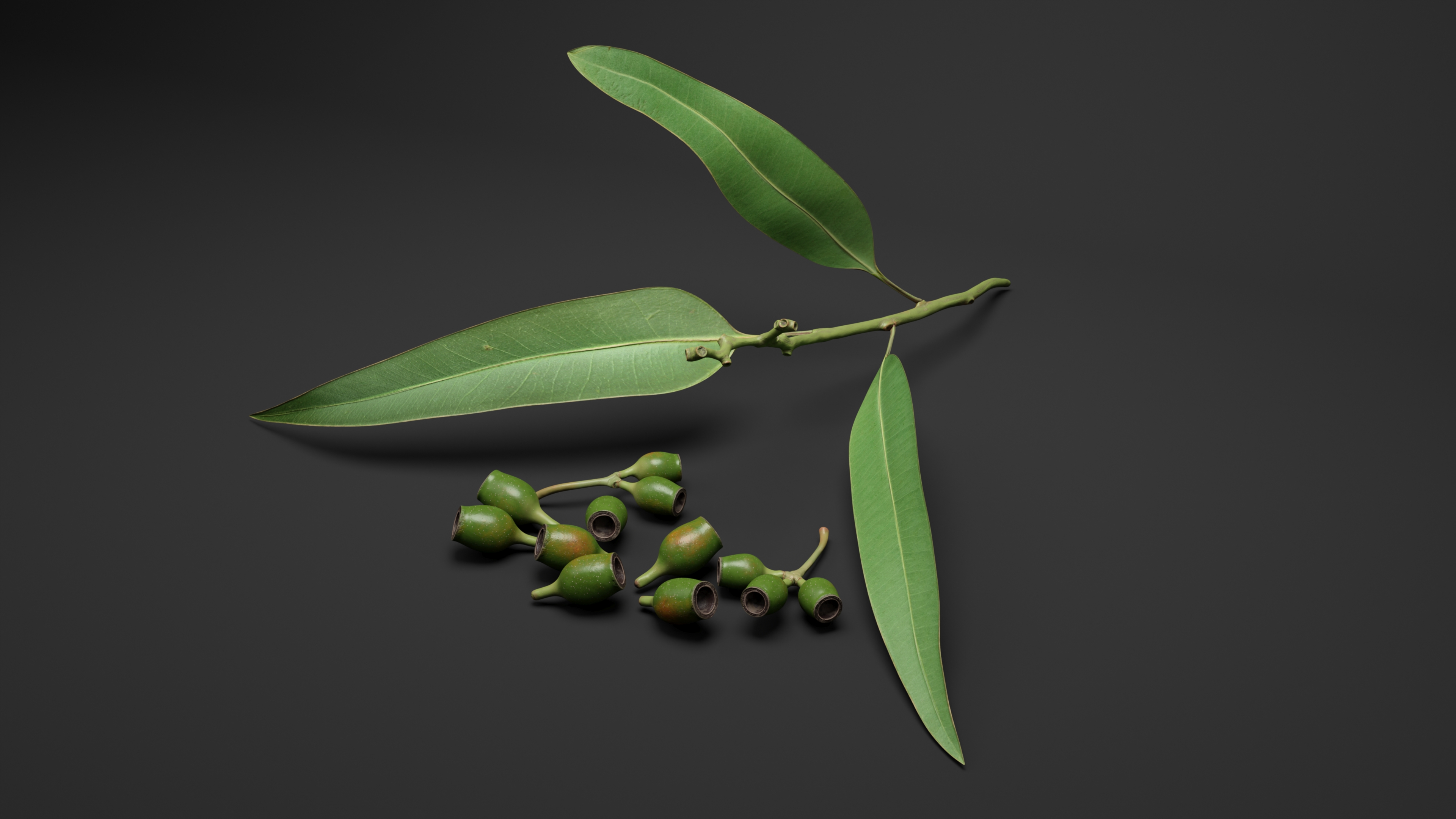 Eucalyptus Leaves with Separated Seed Pods 3D