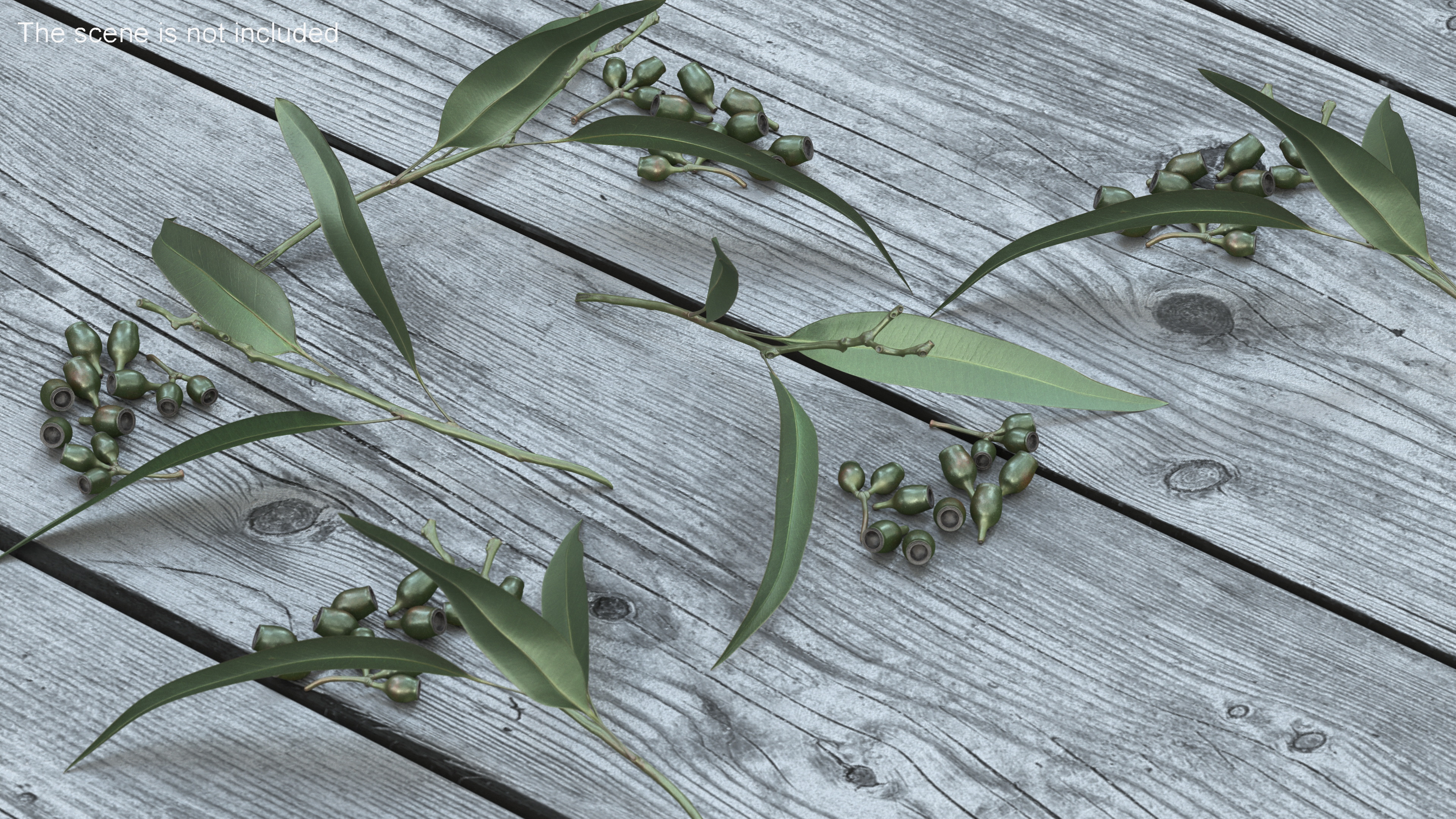 Eucalyptus Leaves with Separated Seed Pods 3D