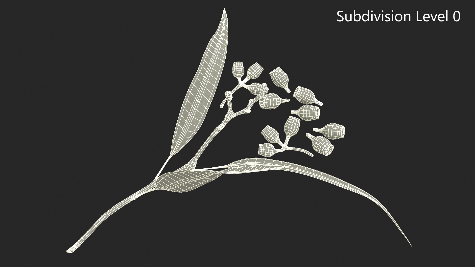 Eucalyptus Leaves with Separated Seed Pods 3D