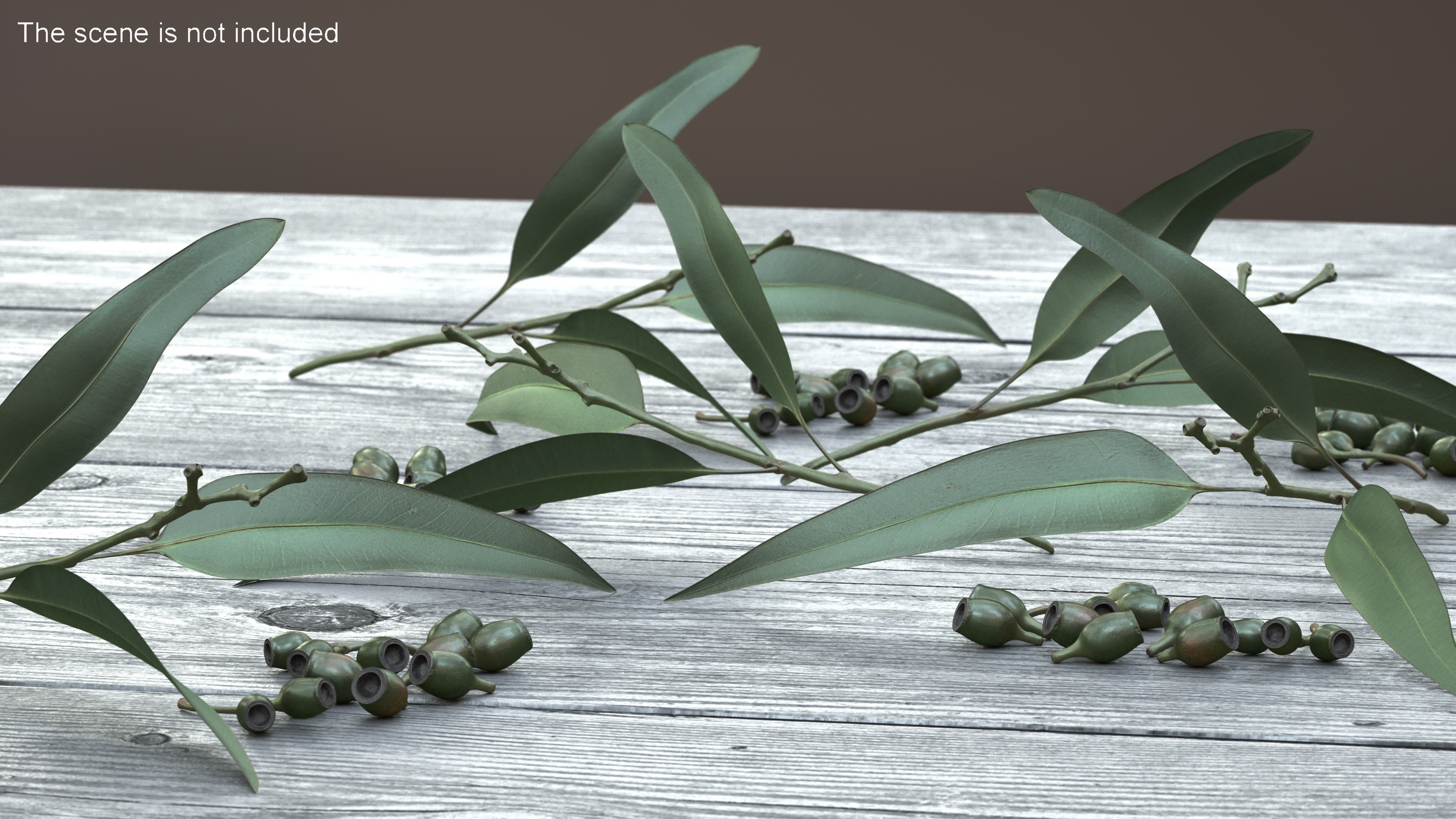 Eucalyptus Leaves with Separated Seed Pods 3D