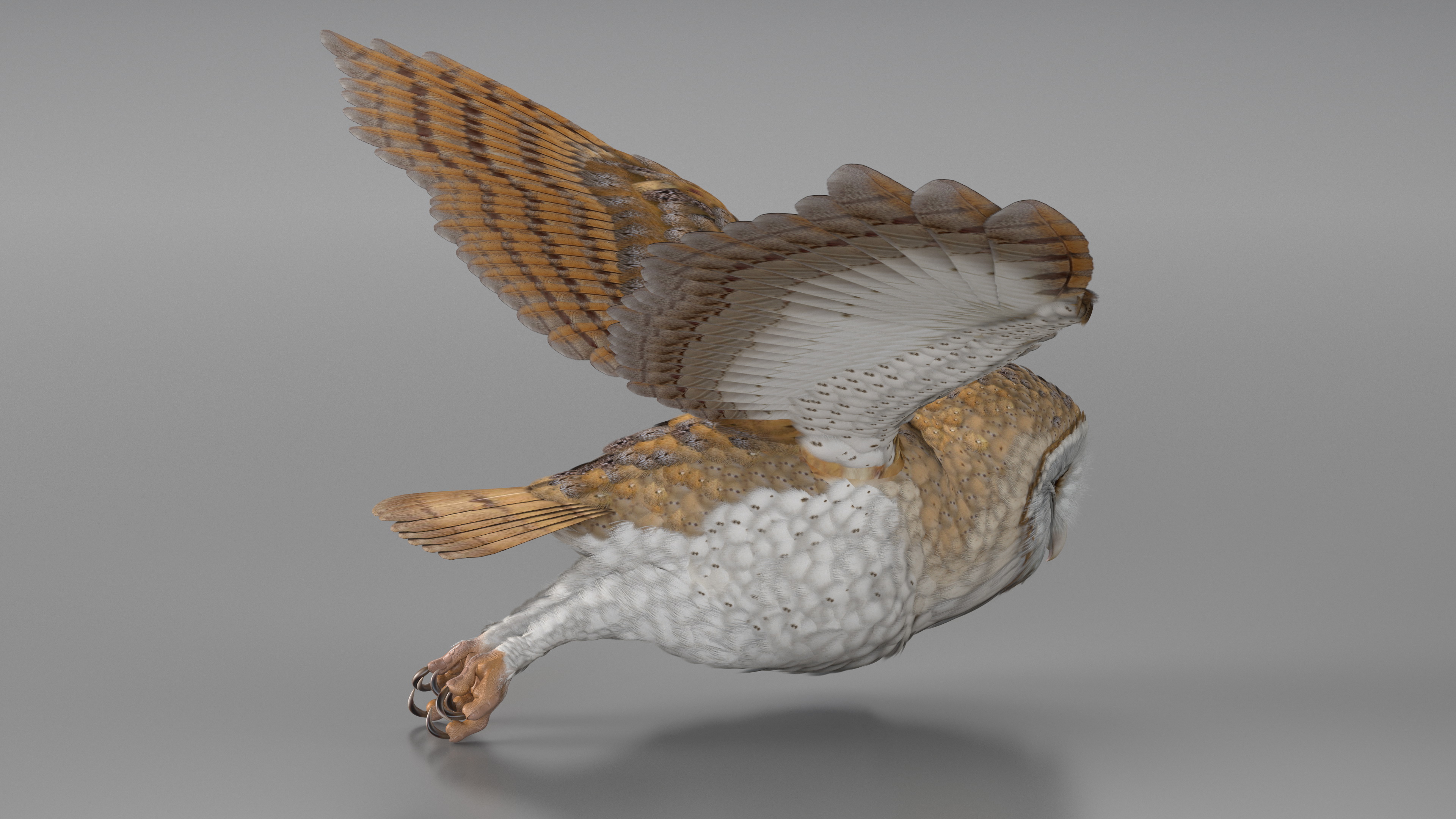 3D model Barn Owl Flying