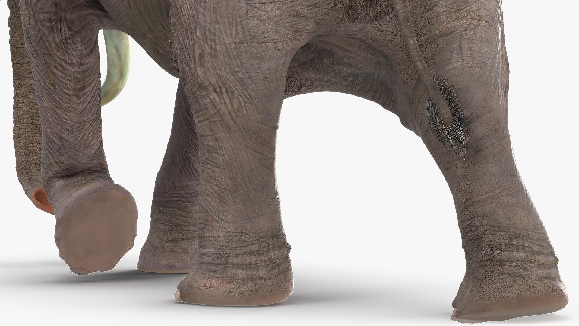 3D Animated Elephant Walking Fur Rigged