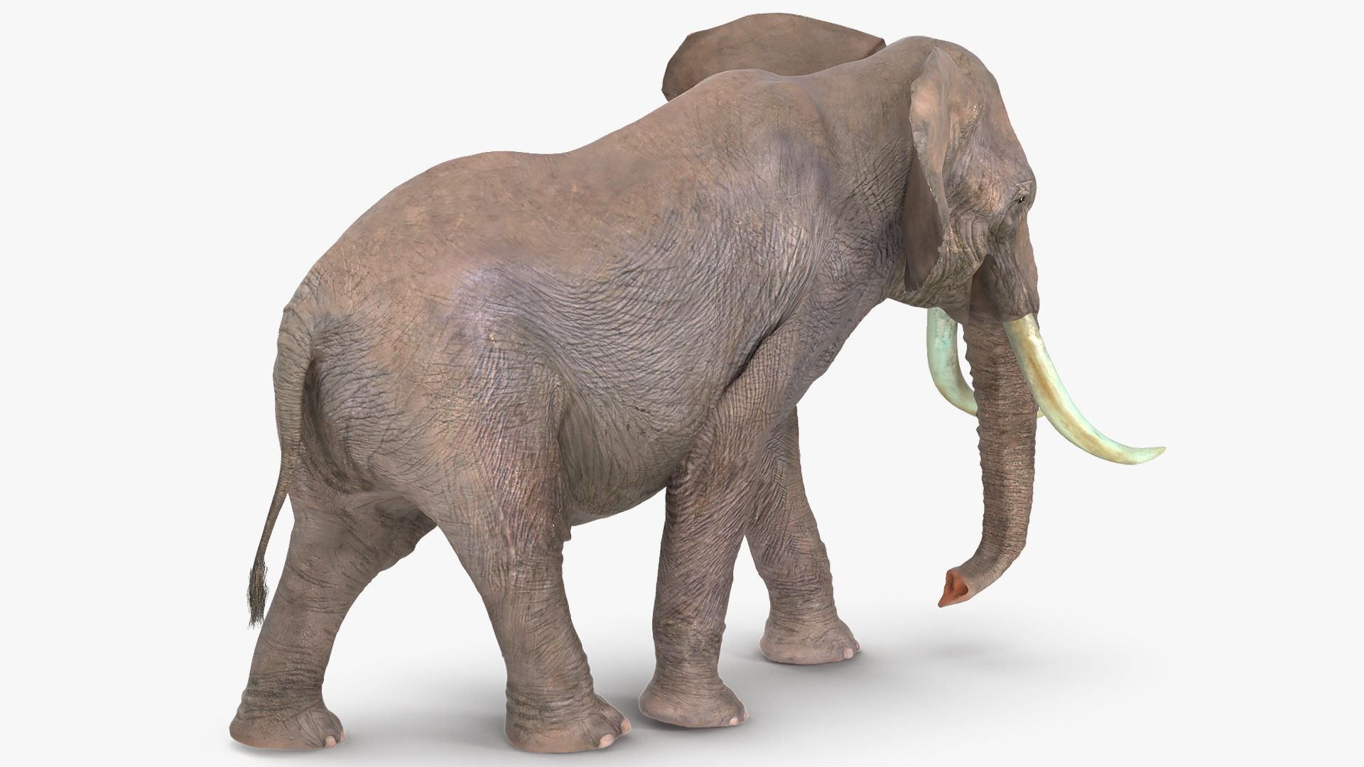 3D Animated Elephant Walking Fur Rigged