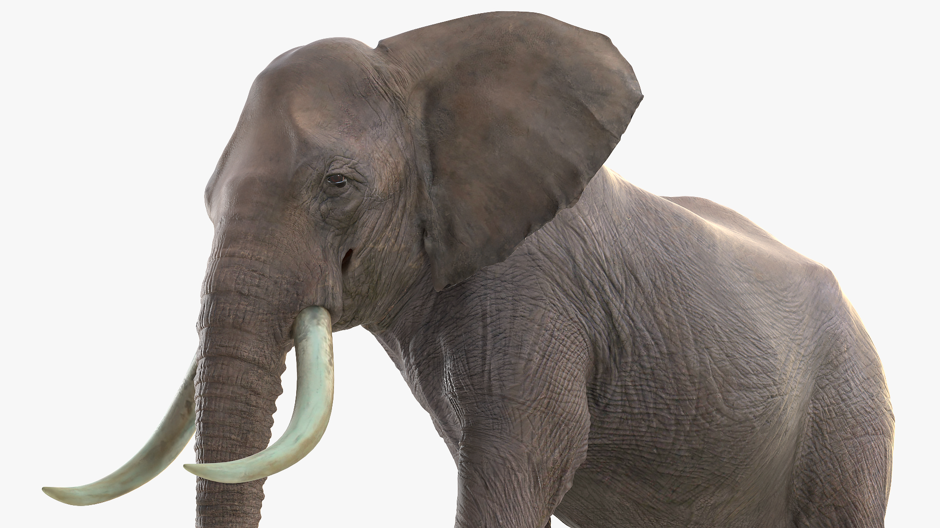 3D Animated Elephant Walking Fur Rigged