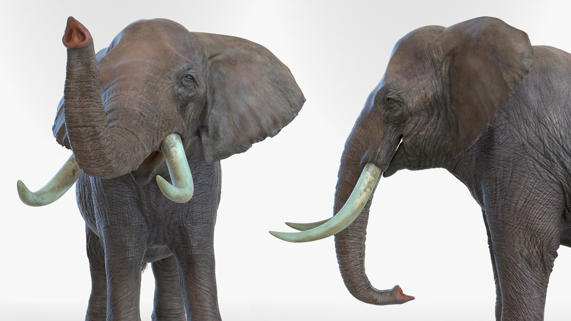 3D Animated Elephant Walking Fur Rigged