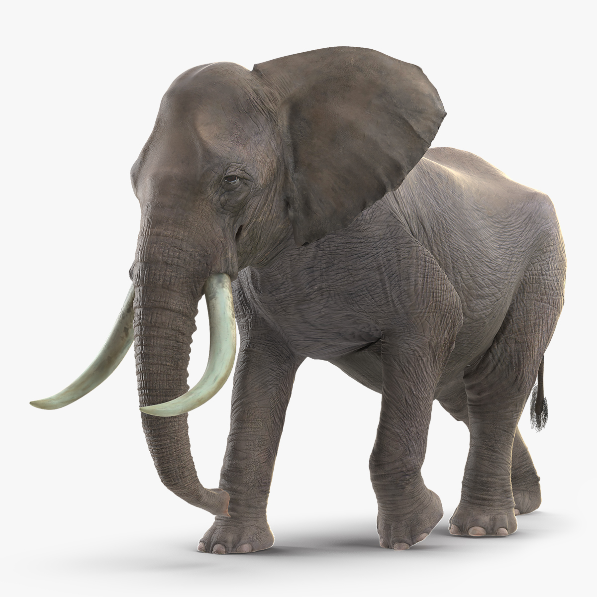Elephant Fur, view 12