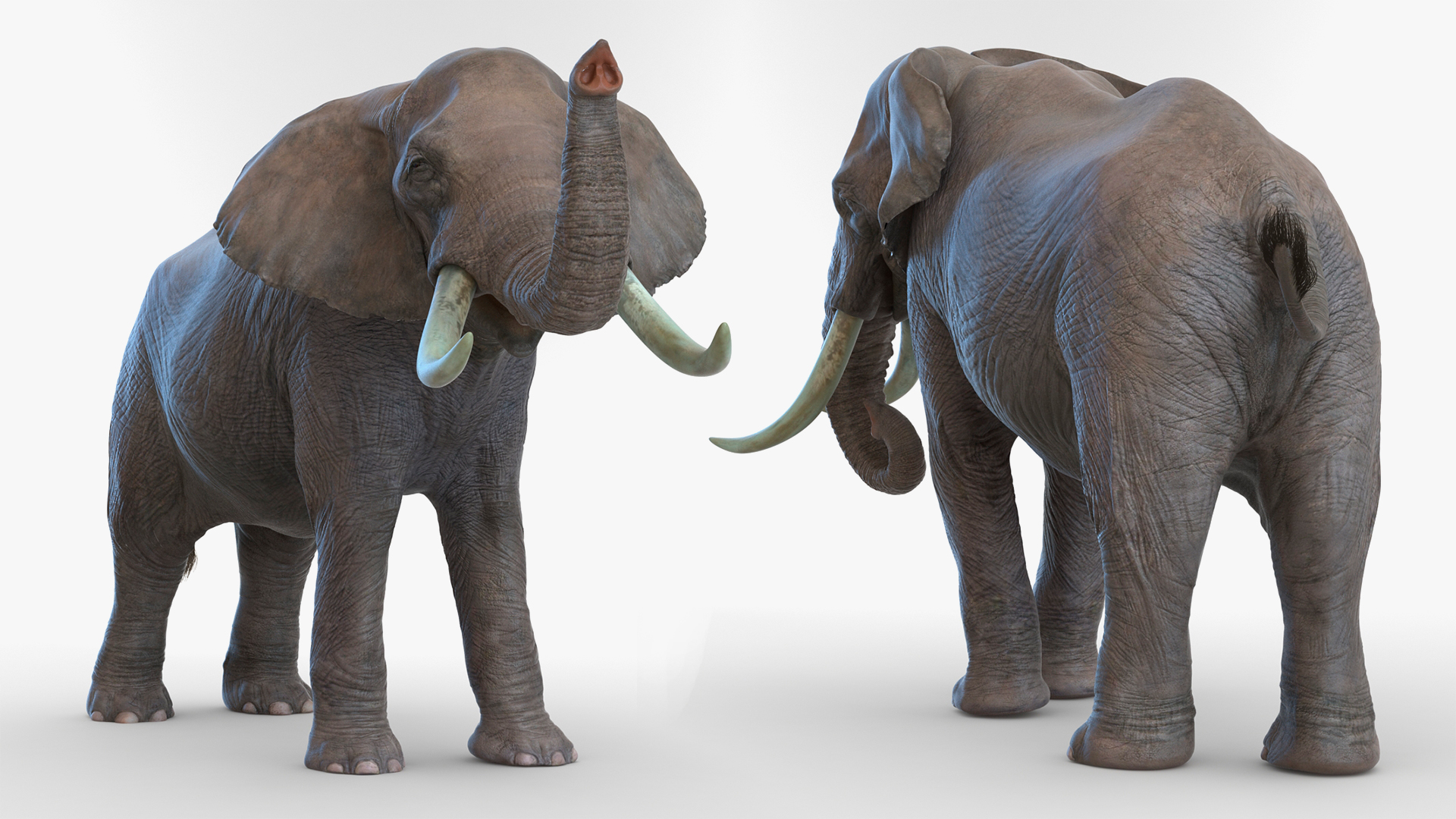 3D Animated Elephant Walking Fur Rigged