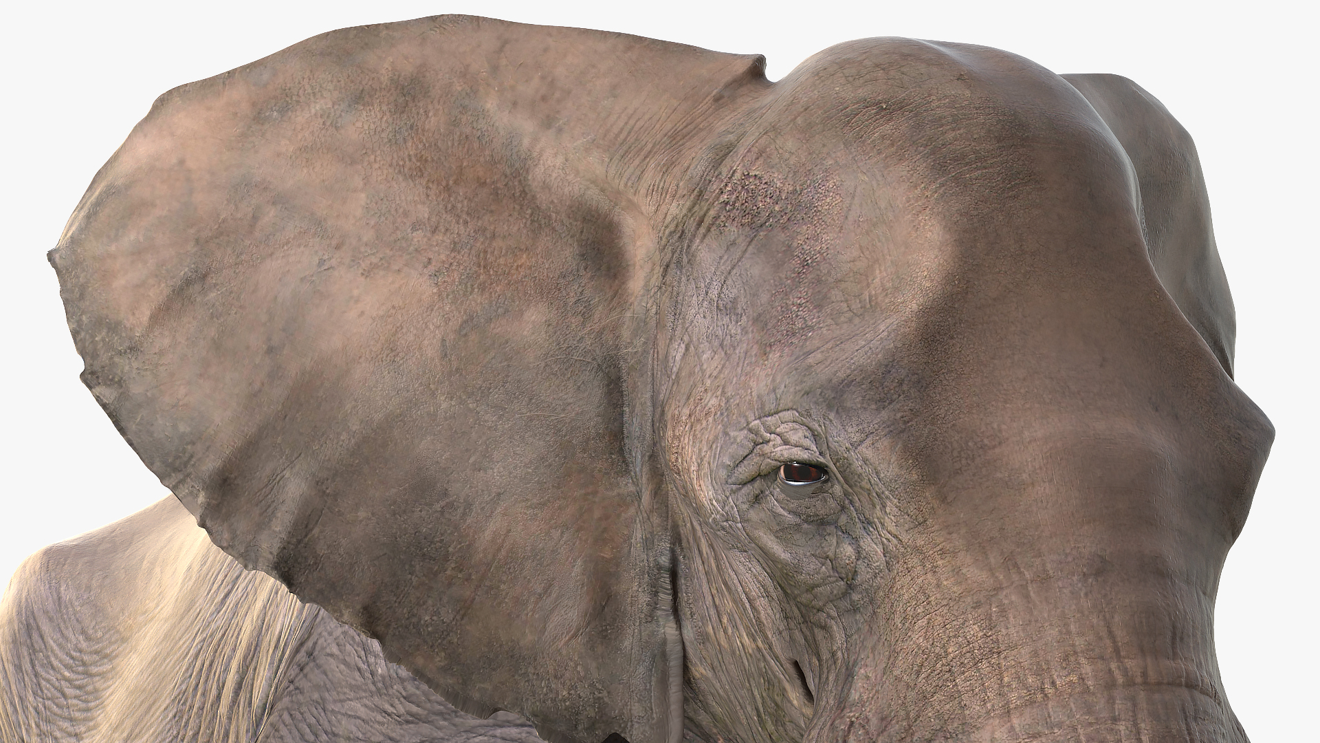 3D Animated Elephant Walking Fur Rigged