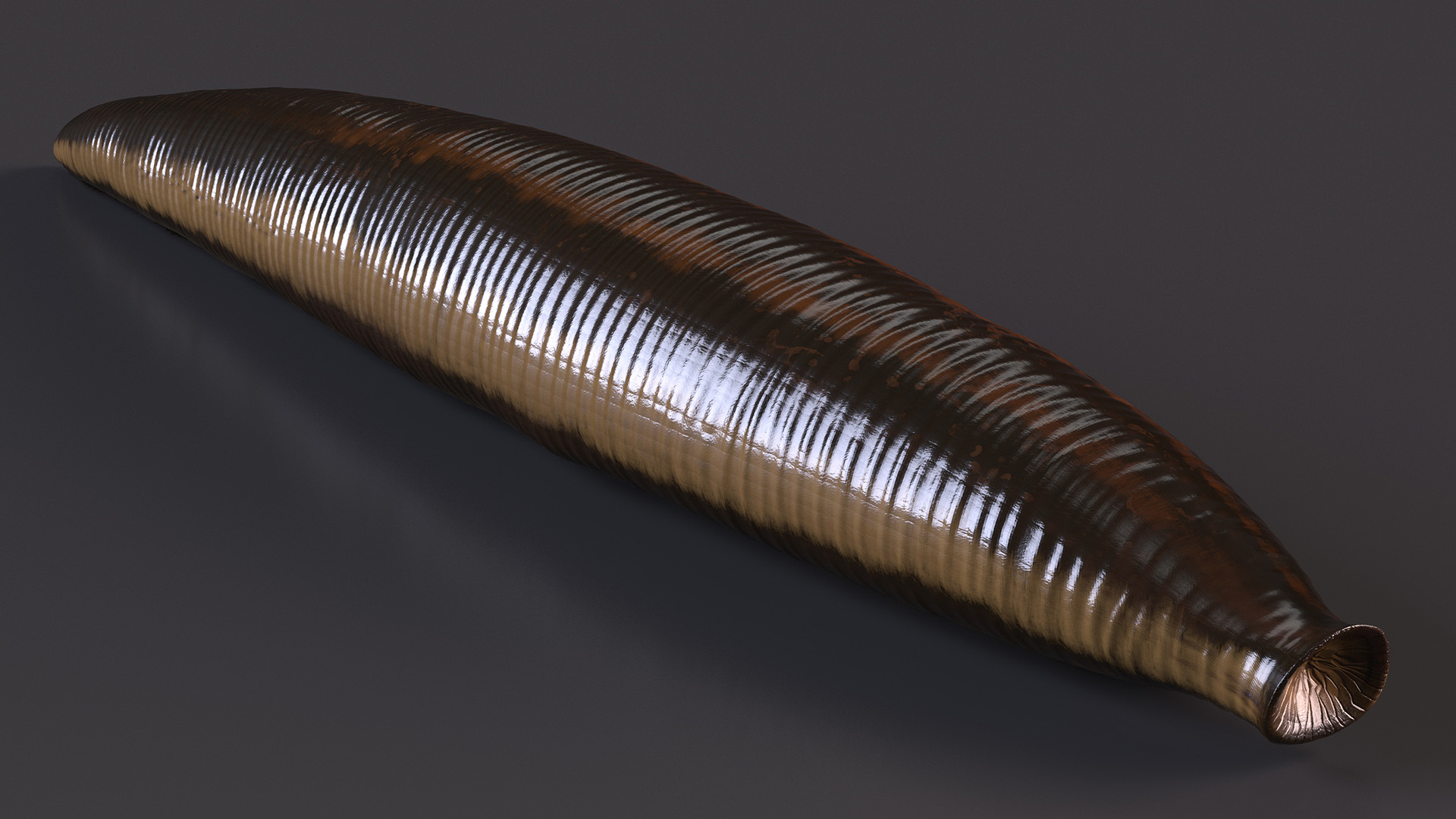 3D model Hirudo Medicinalis Rigged