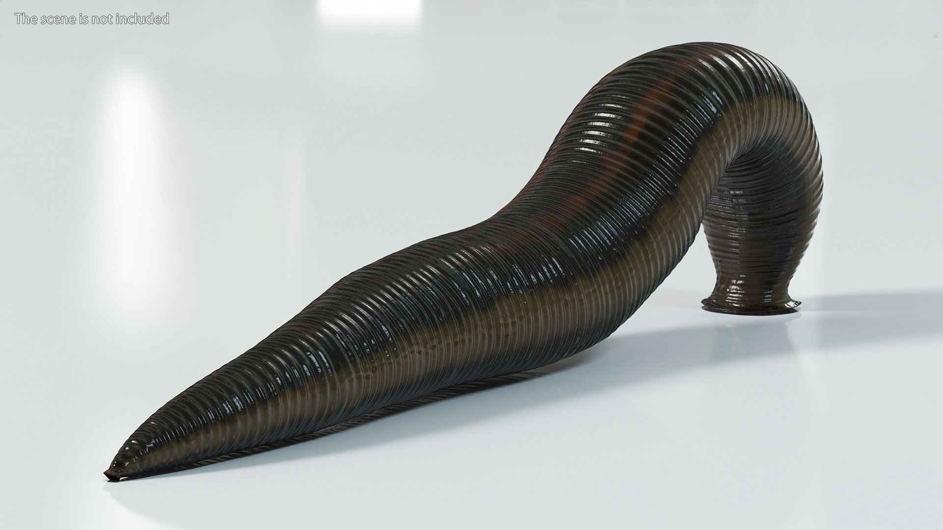 3D model Hirudo Medicinalis Rigged