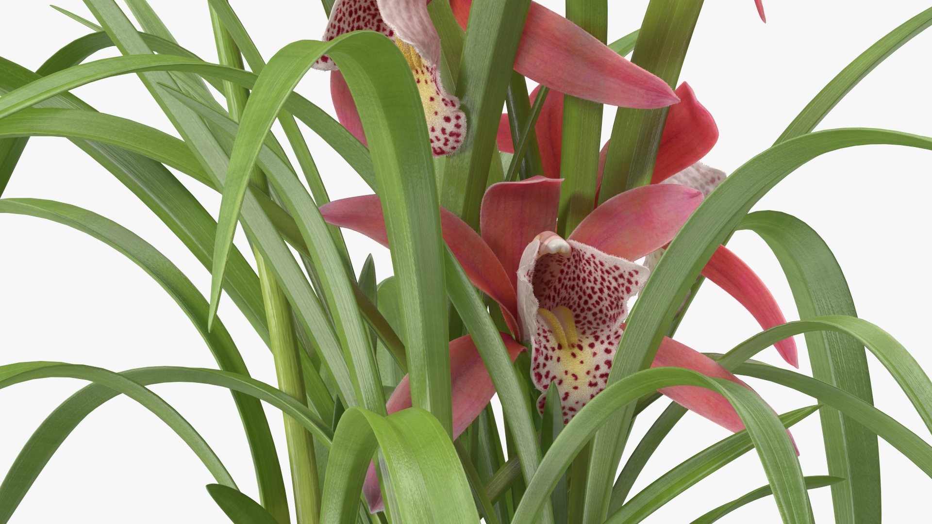 3D Pink Orchid Flower Pot Fur