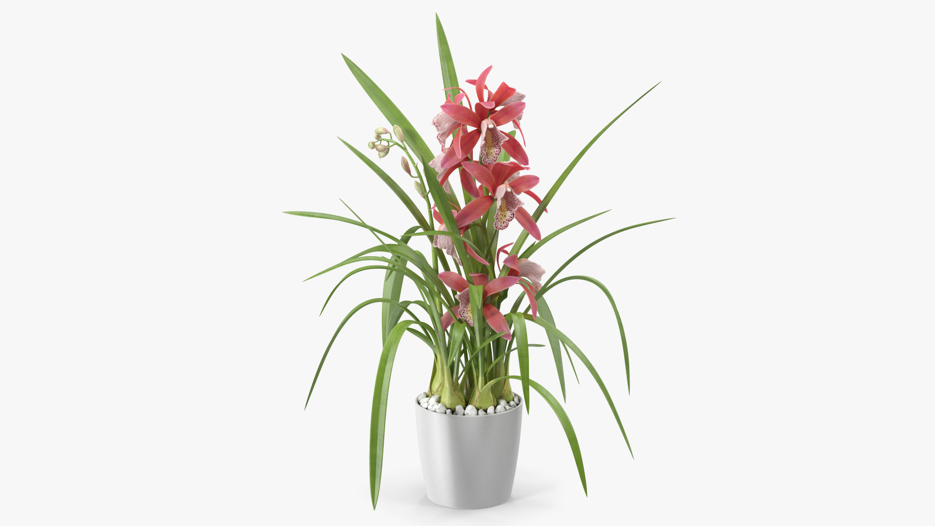 3D Pink Orchid Flower Pot Fur