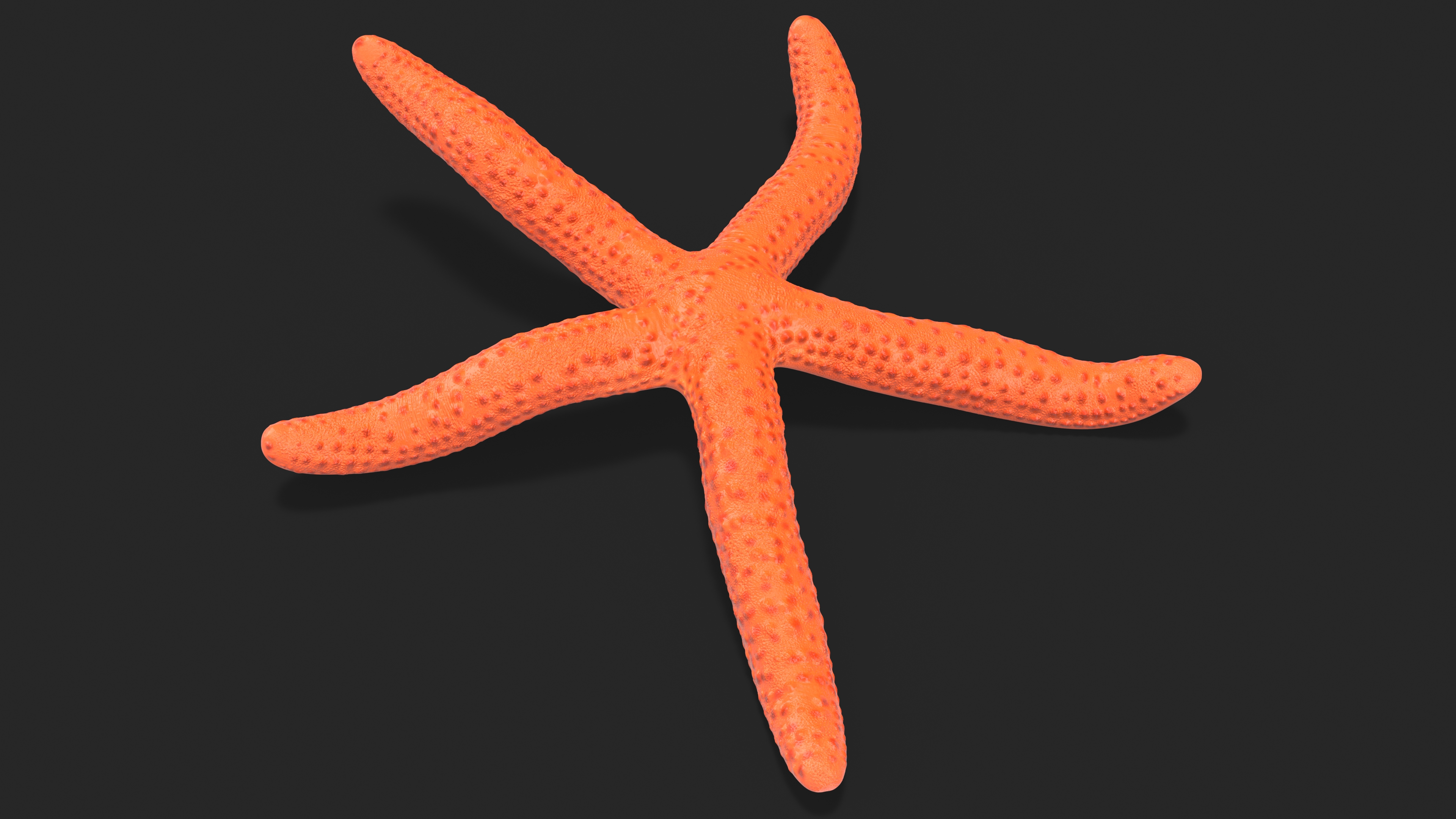 Echinaster Sepositus Crawling Pose 3D model
