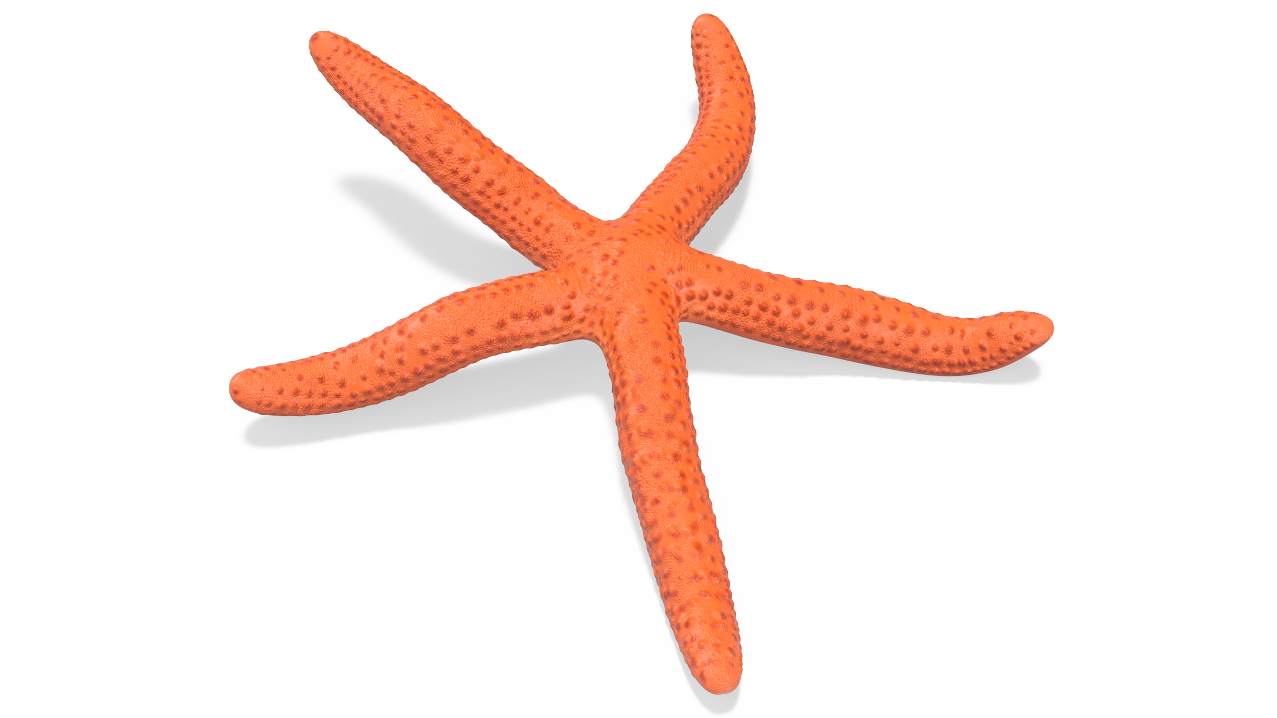 Echinaster Sepositus Crawling Pose 3D model