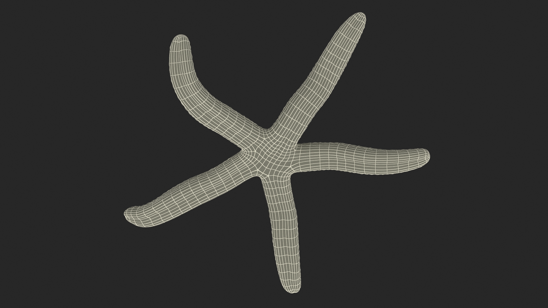 Echinaster Sepositus Crawling Pose 3D model