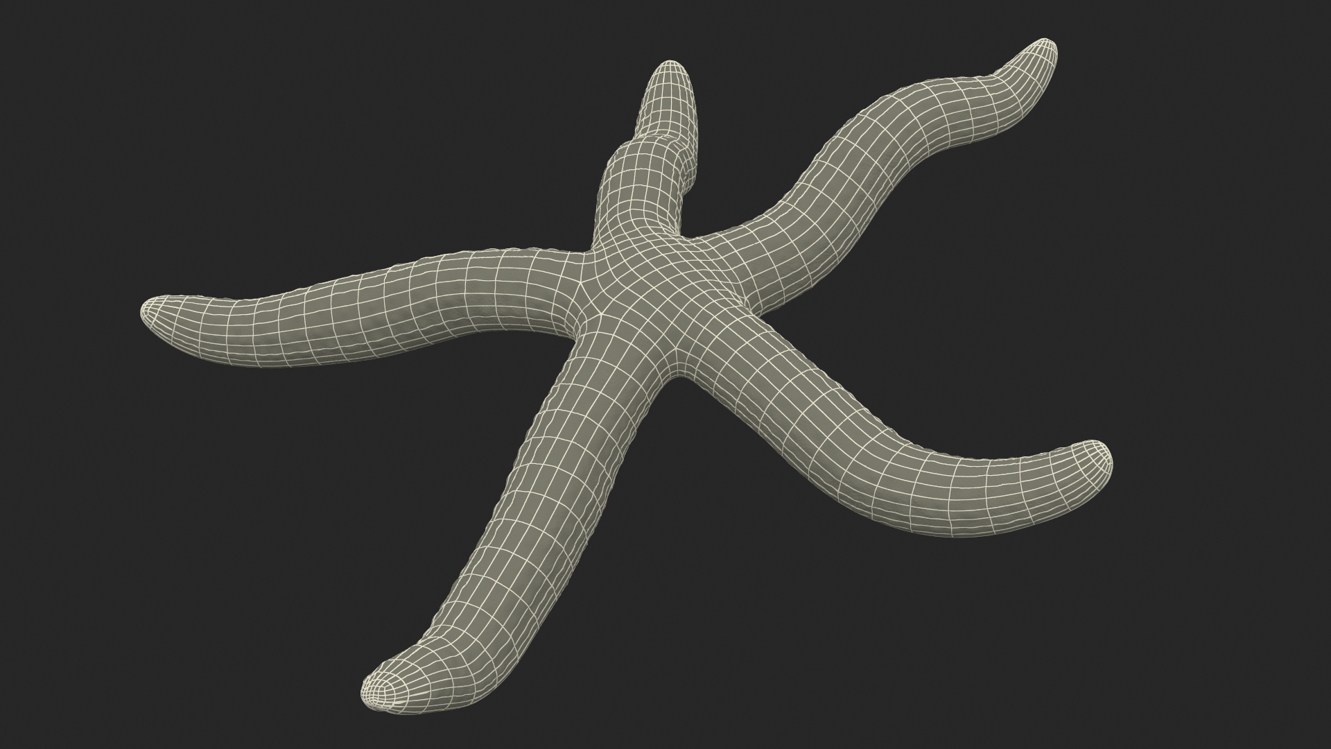 Echinaster Sepositus Crawling Pose 3D model