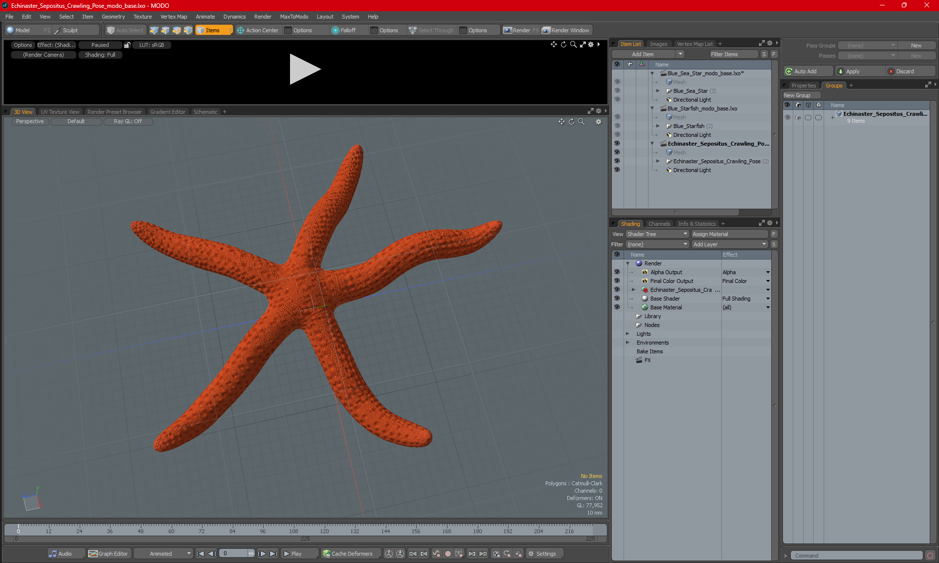 Echinaster Sepositus Crawling Pose 3D model