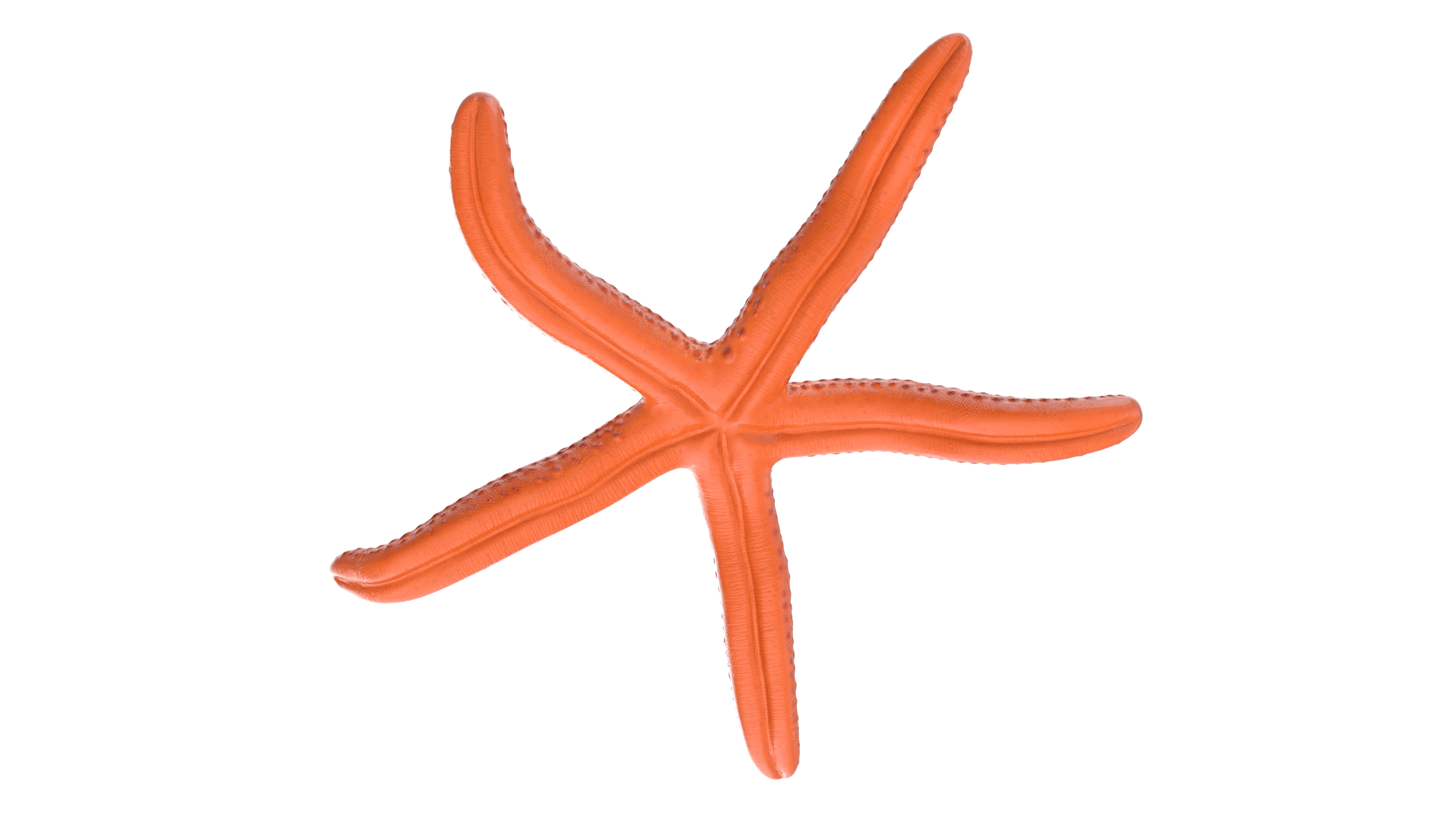 Echinaster Sepositus Crawling Pose 3D model