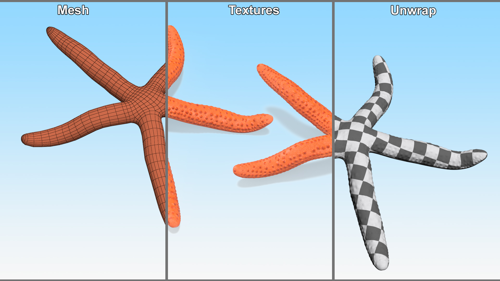 Echinaster Sepositus Crawling Pose 3D model