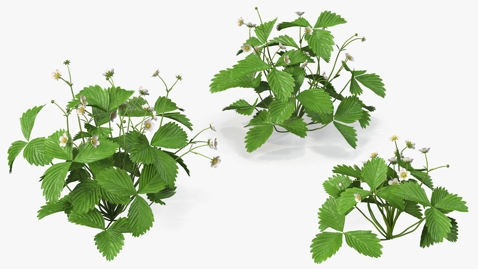 3D model Garden Strawberry Plant with Flowers Set