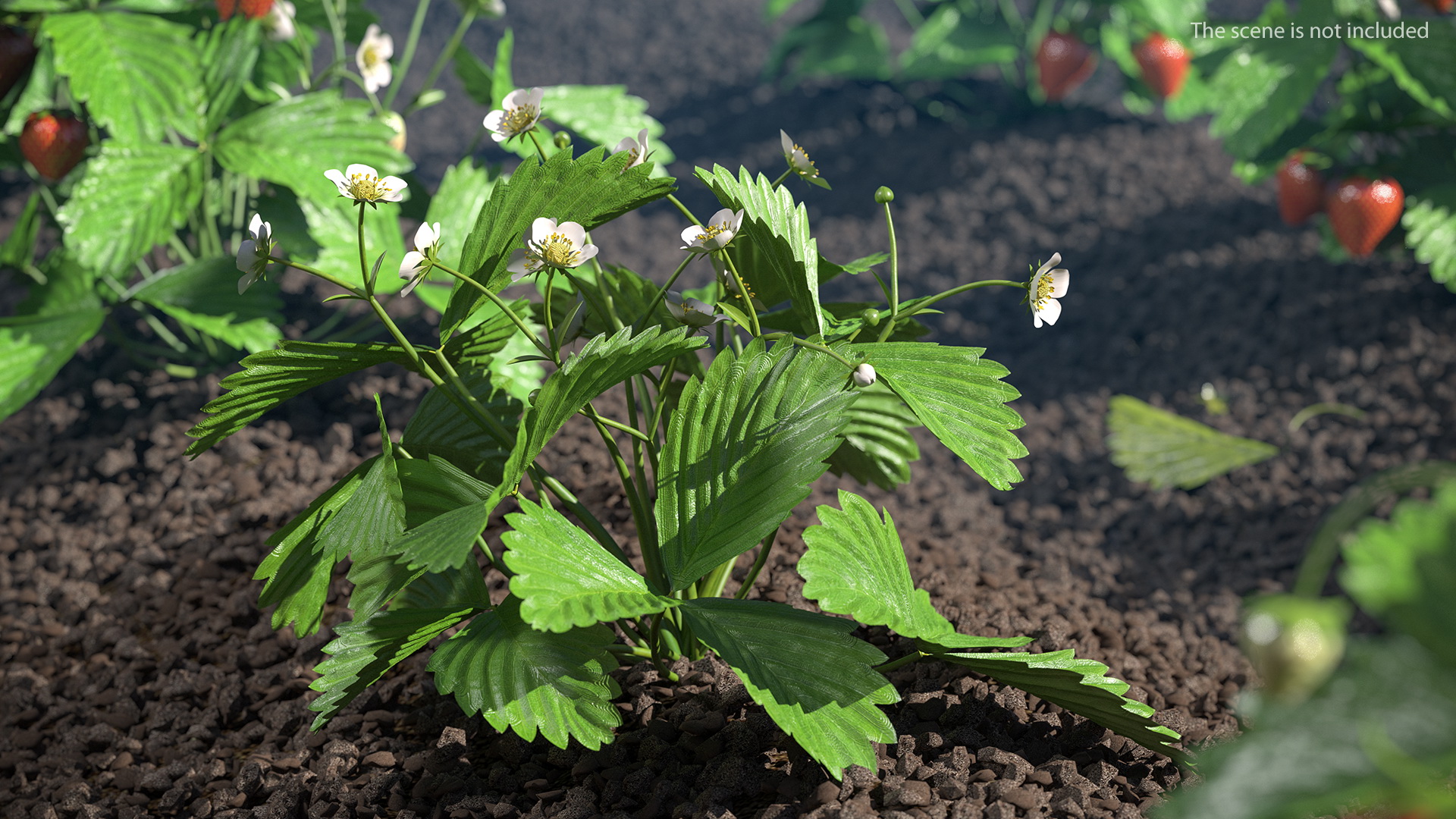 3D model Garden Strawberry Plant with Flowers Set