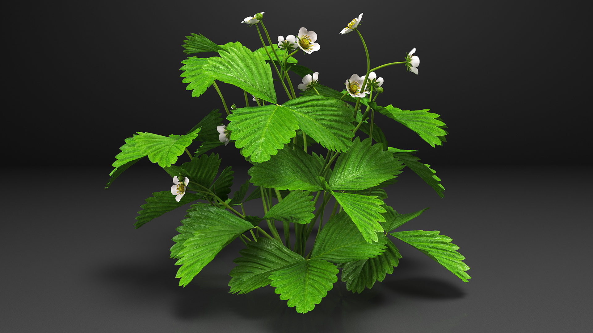 3D model Garden Strawberry Plant with Flowers Set