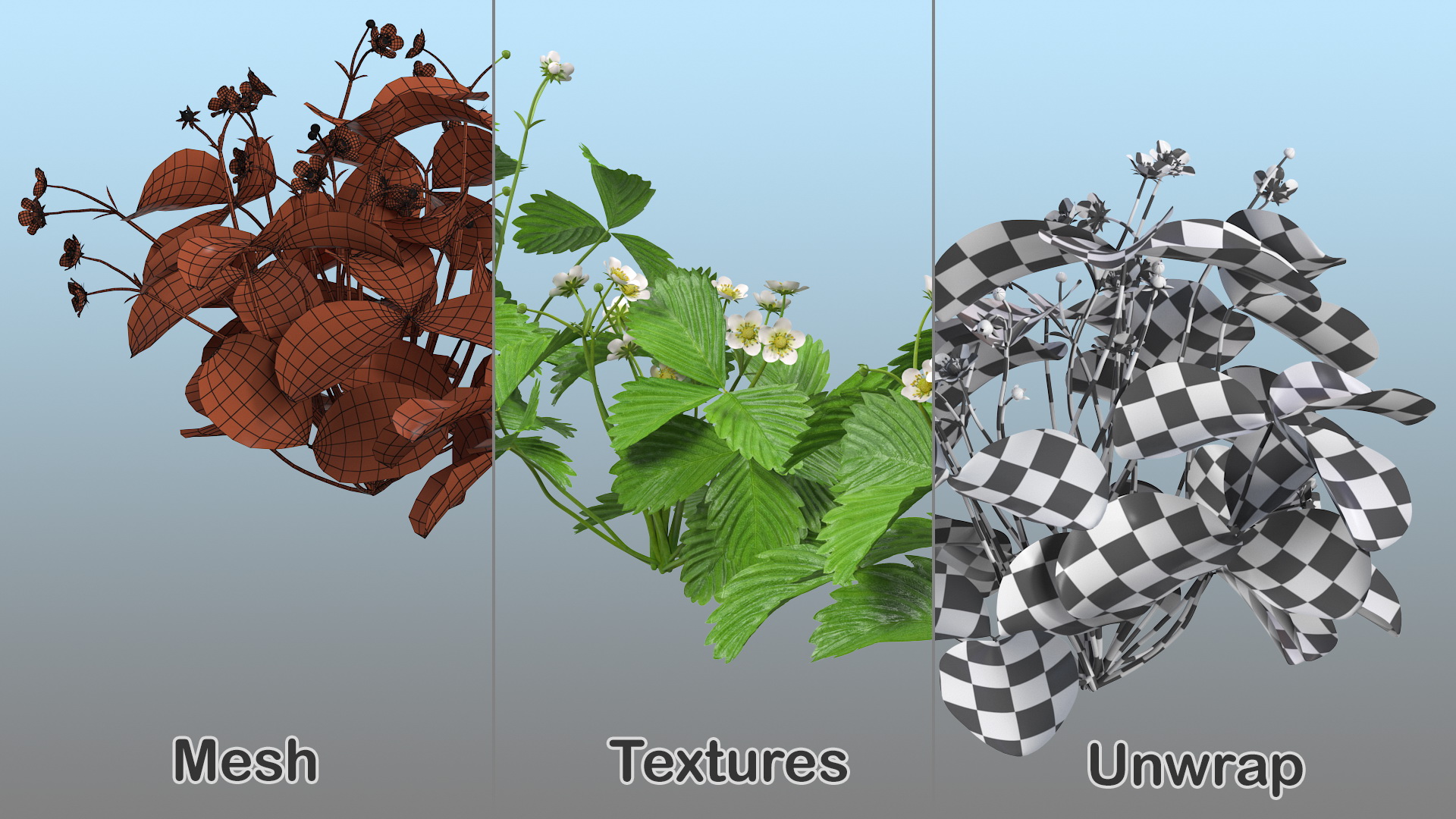 3D model Garden Strawberry Plant with Flowers Set