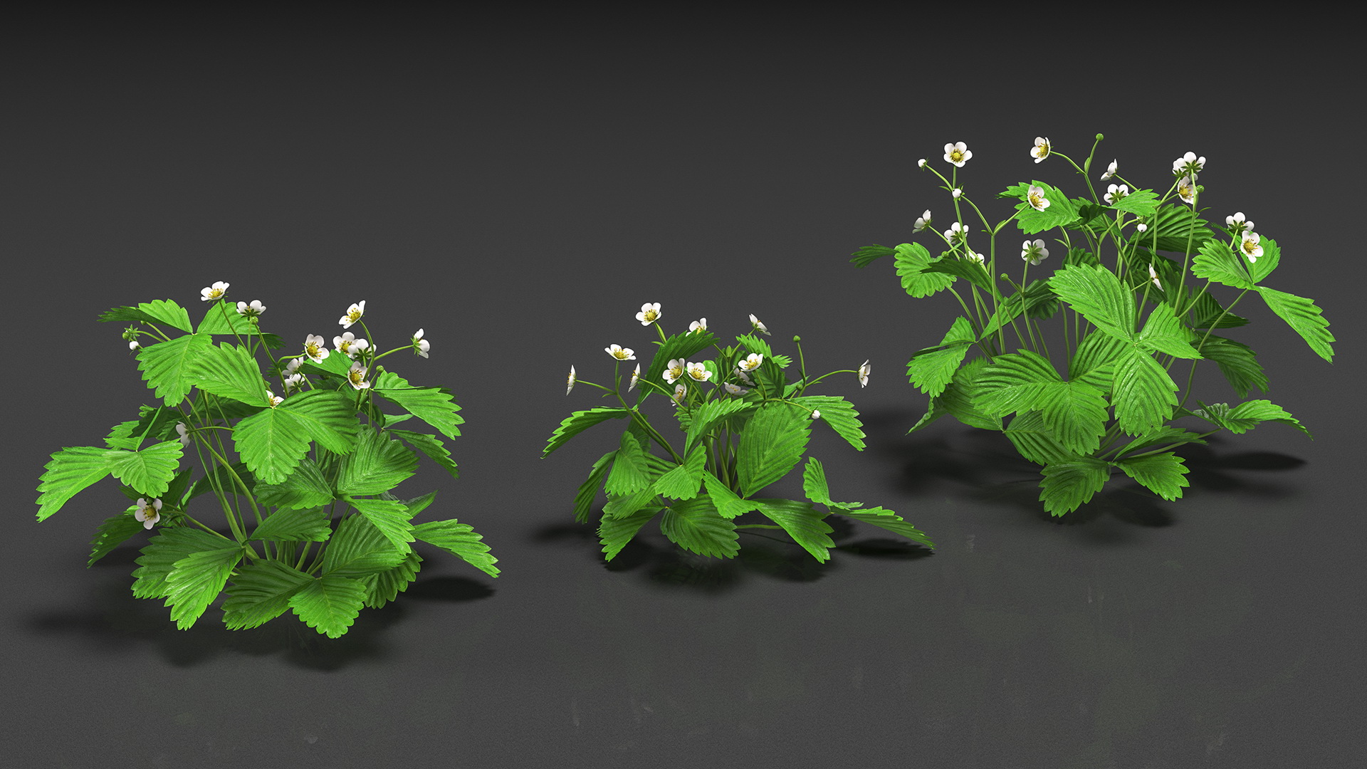 3D model Garden Strawberry Plant with Flowers Set