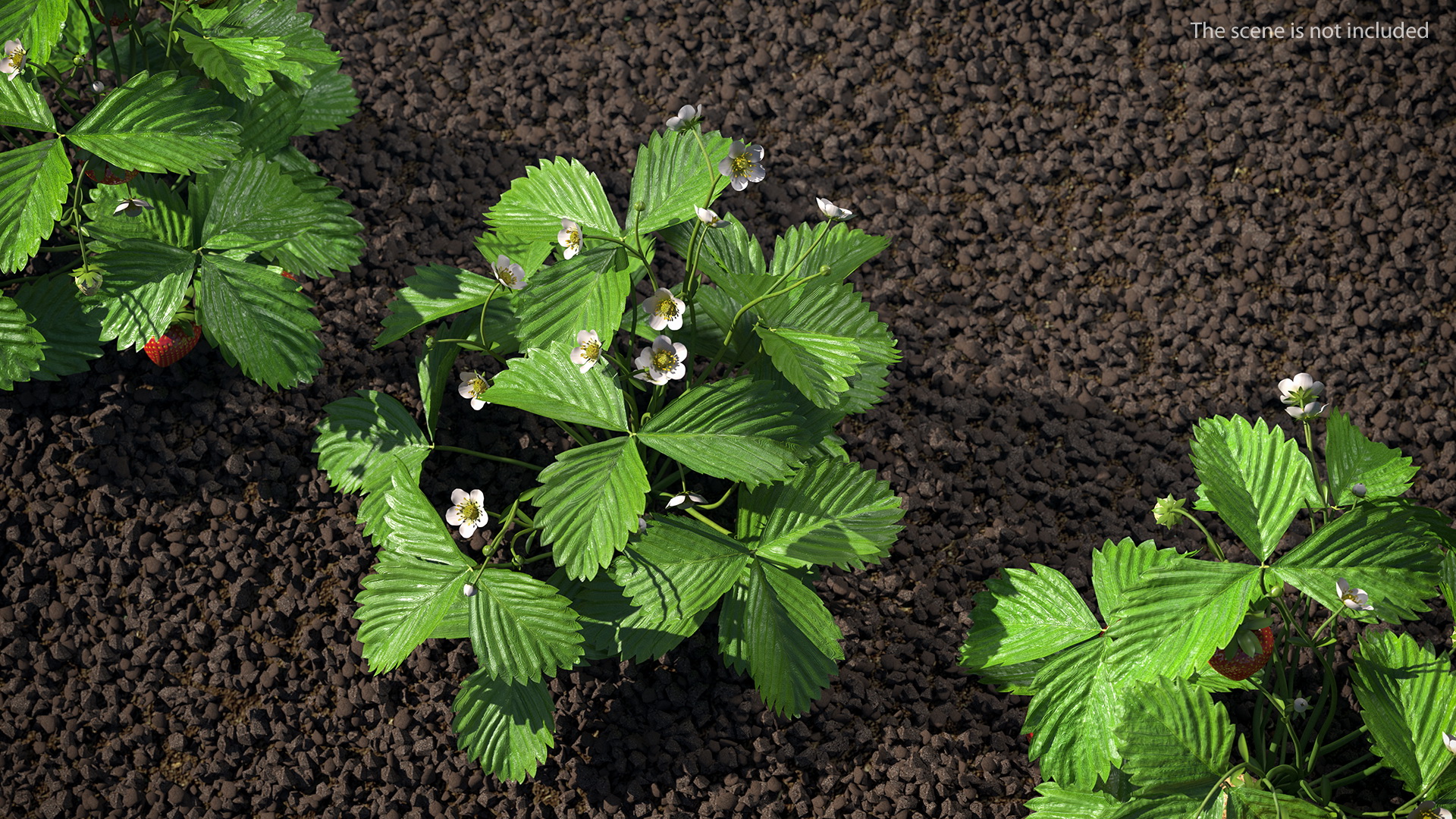 3D model Garden Strawberry Plant with Flowers Set