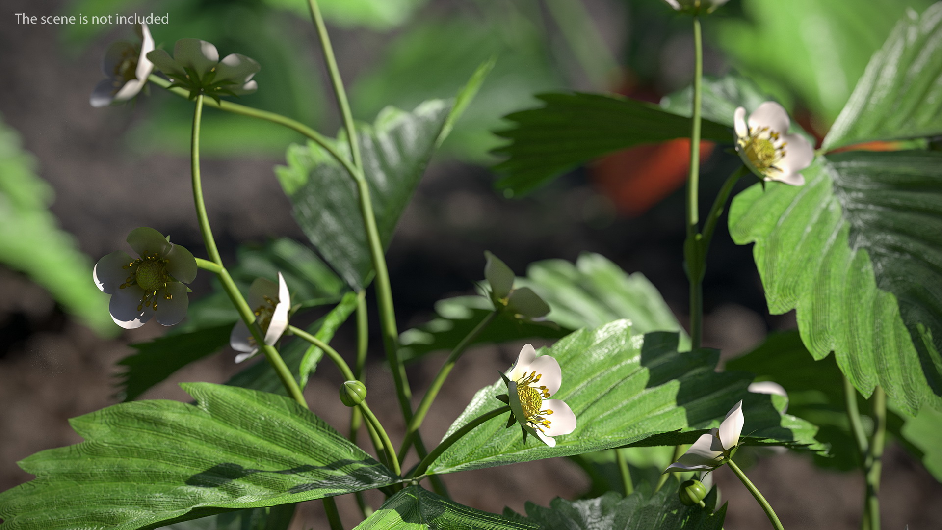 3D model Garden Strawberry Plant with Flowers Set