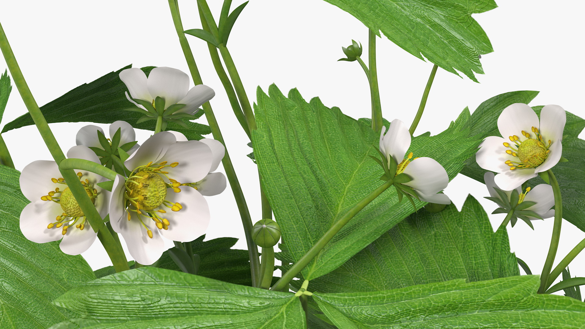 3D model Garden Strawberry Plant with Flowers Set