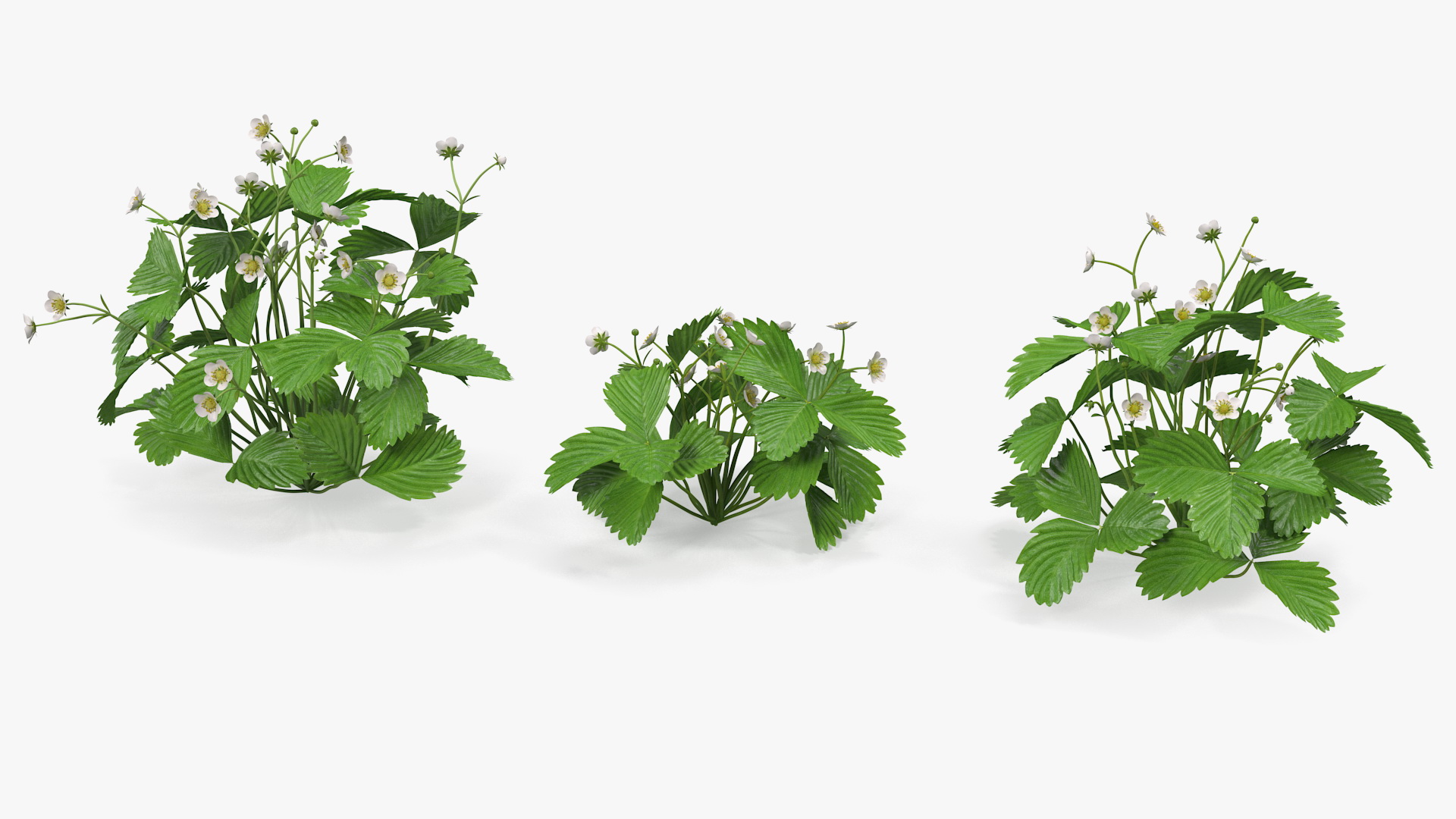 3D model Garden Strawberry Plant with Flowers Set