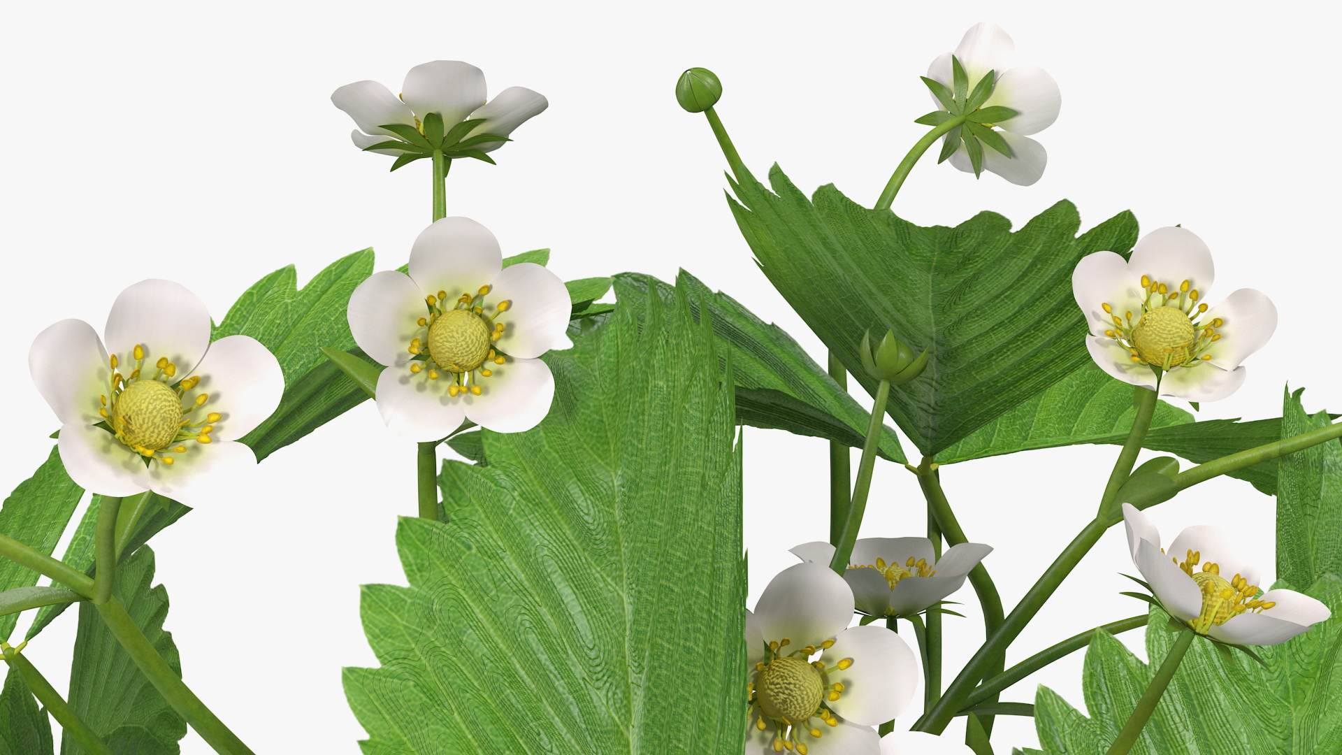 3D model Garden Strawberry Plant with Flowers Set