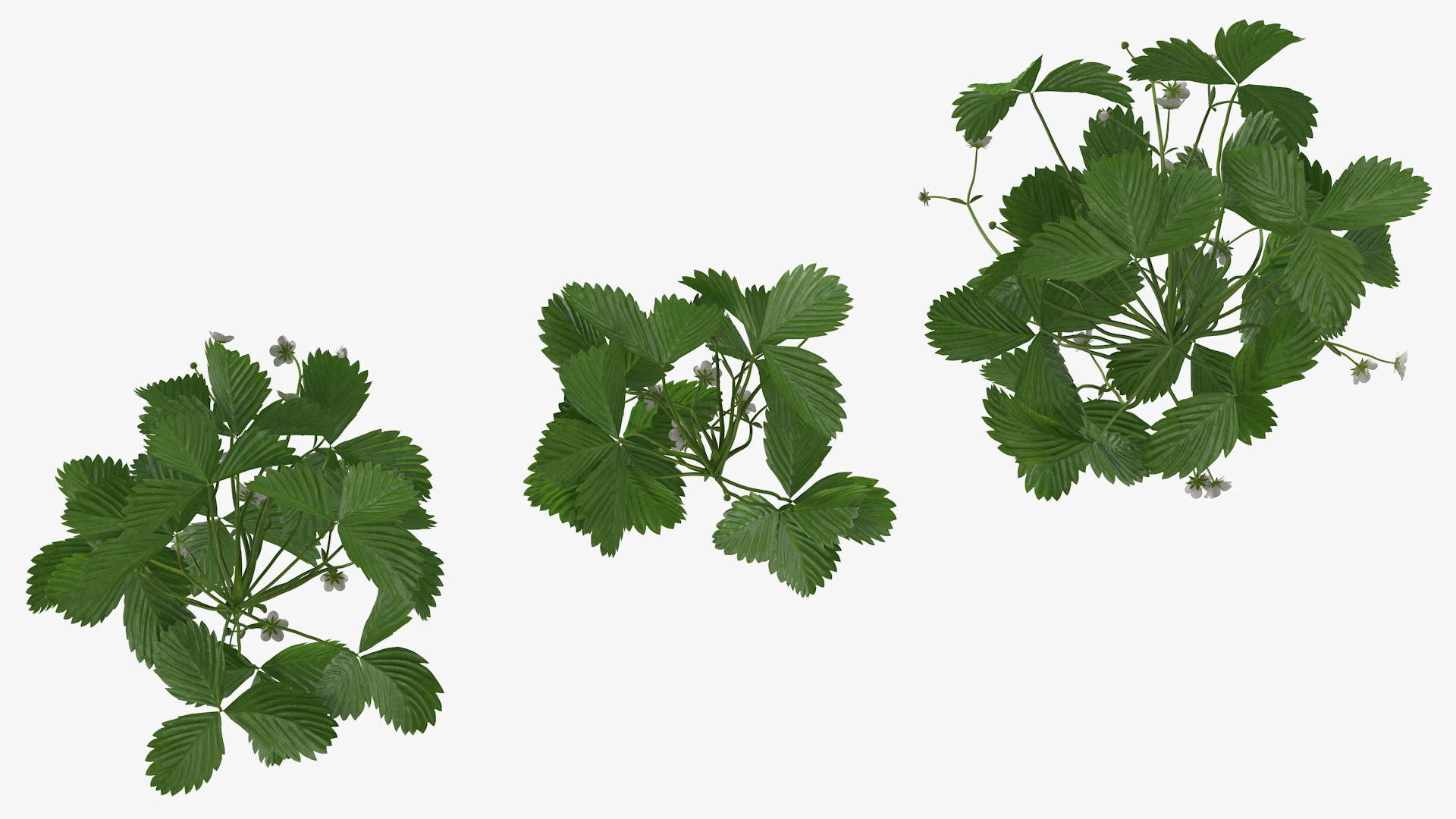 3D model Garden Strawberry Plant with Flowers Set
