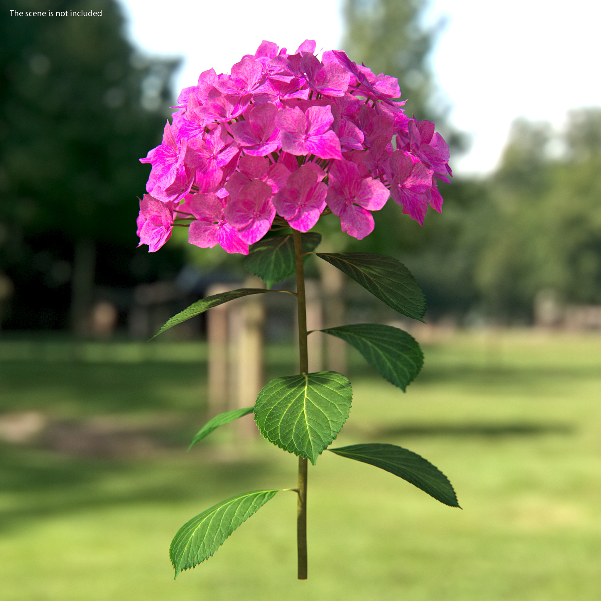 3D Branch of Hydrangea Macrophylla Pink Annabelle