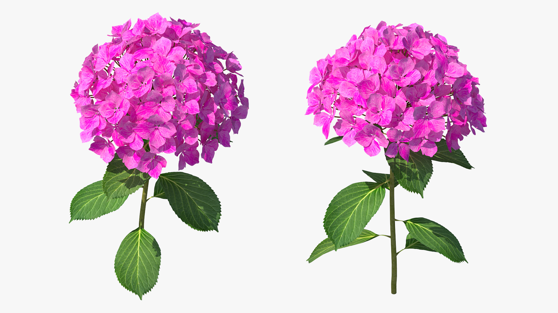 3D Branch of Hydrangea Macrophylla Pink Annabelle