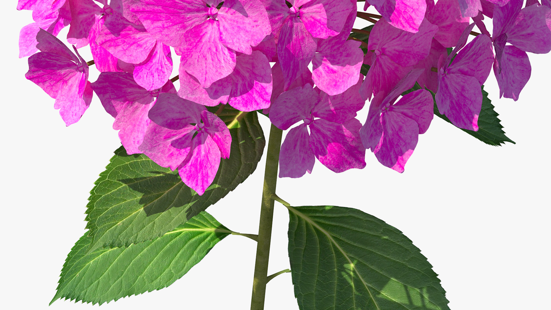 3D Branch of Hydrangea Macrophylla Pink Annabelle