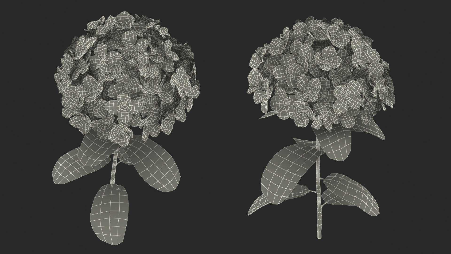 3D Branch of Hydrangea Macrophylla Pink Annabelle