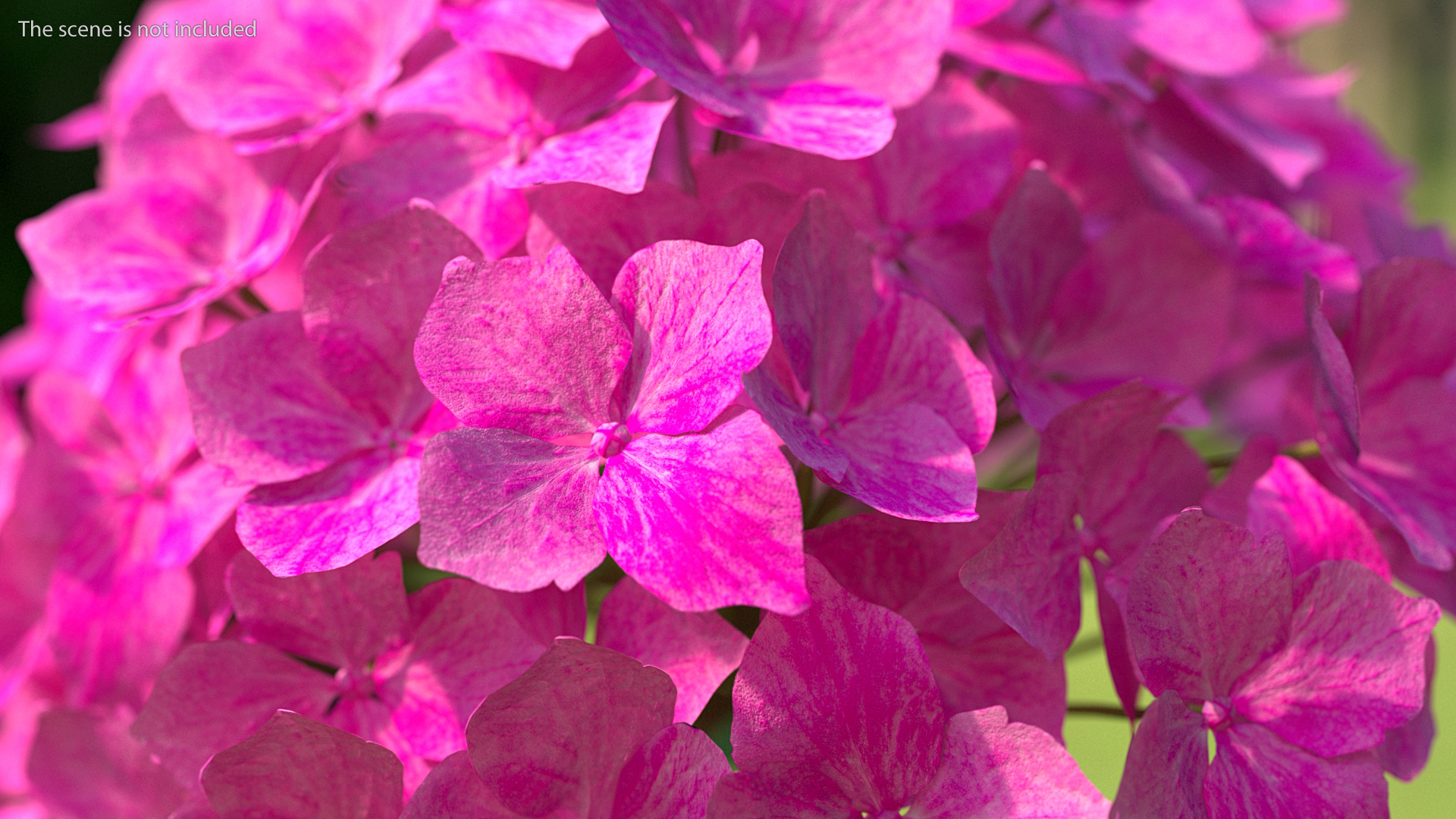 3D Branch of Hydrangea Macrophylla Pink Annabelle