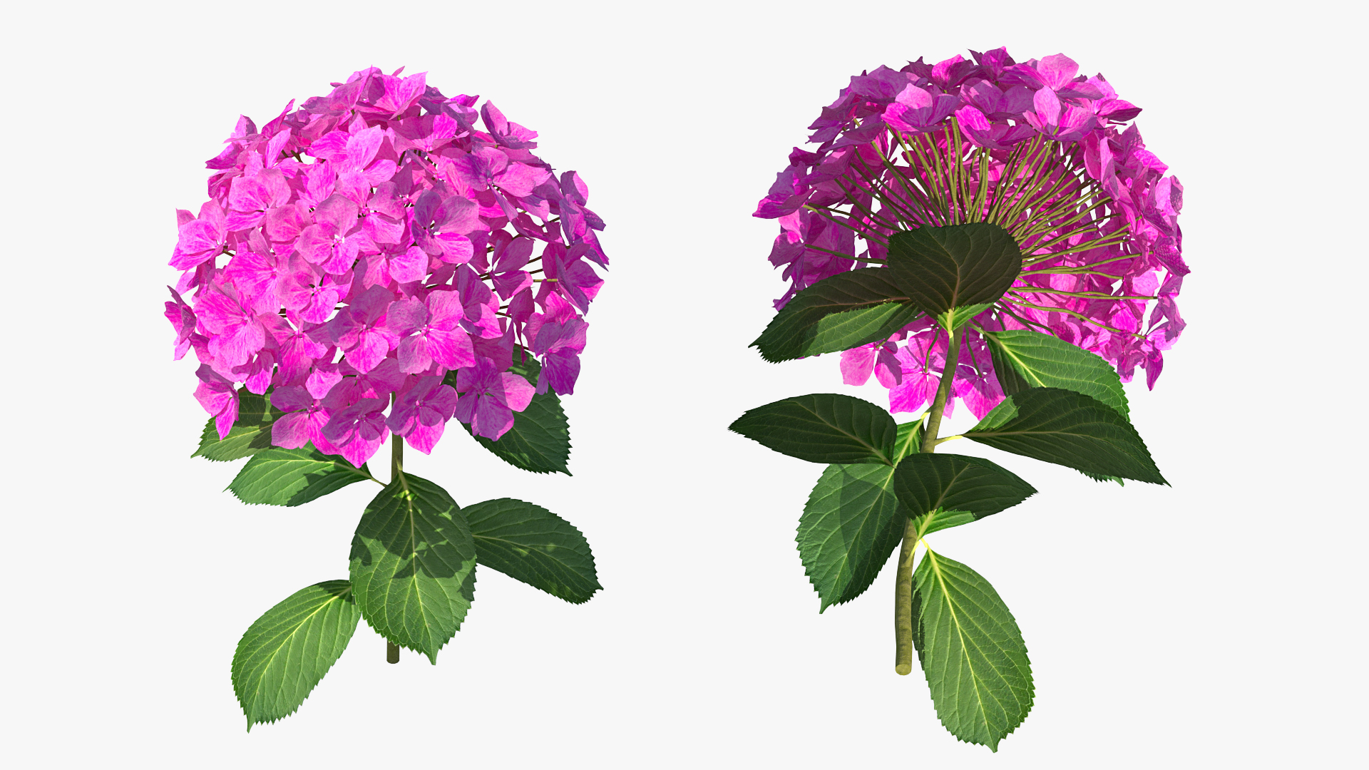 3D Branch of Hydrangea Macrophylla Pink Annabelle
