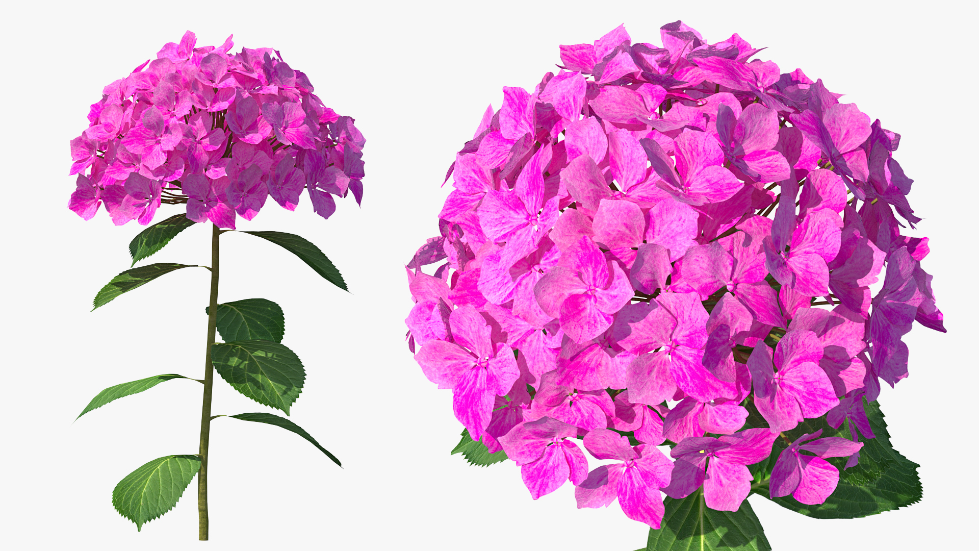 3D Branch of Hydrangea Macrophylla Pink Annabelle