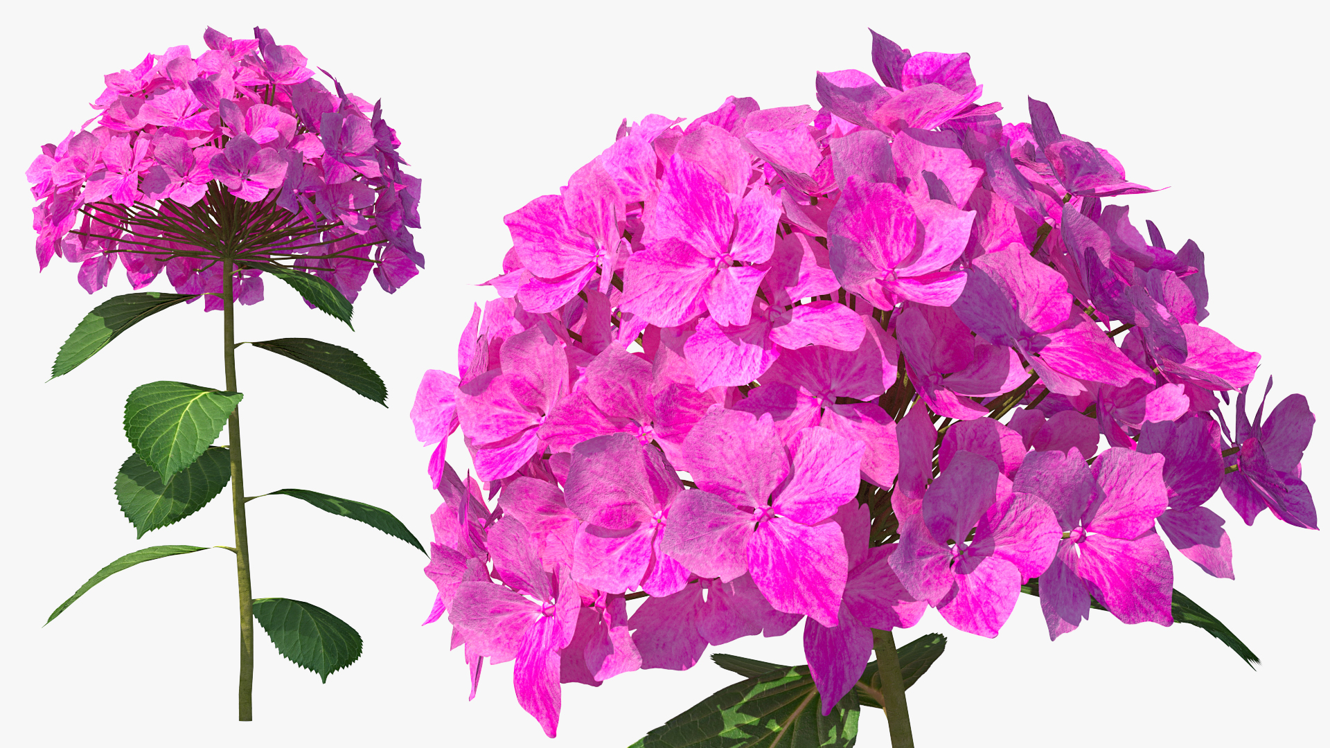 3D Branch of Hydrangea Macrophylla Pink Annabelle