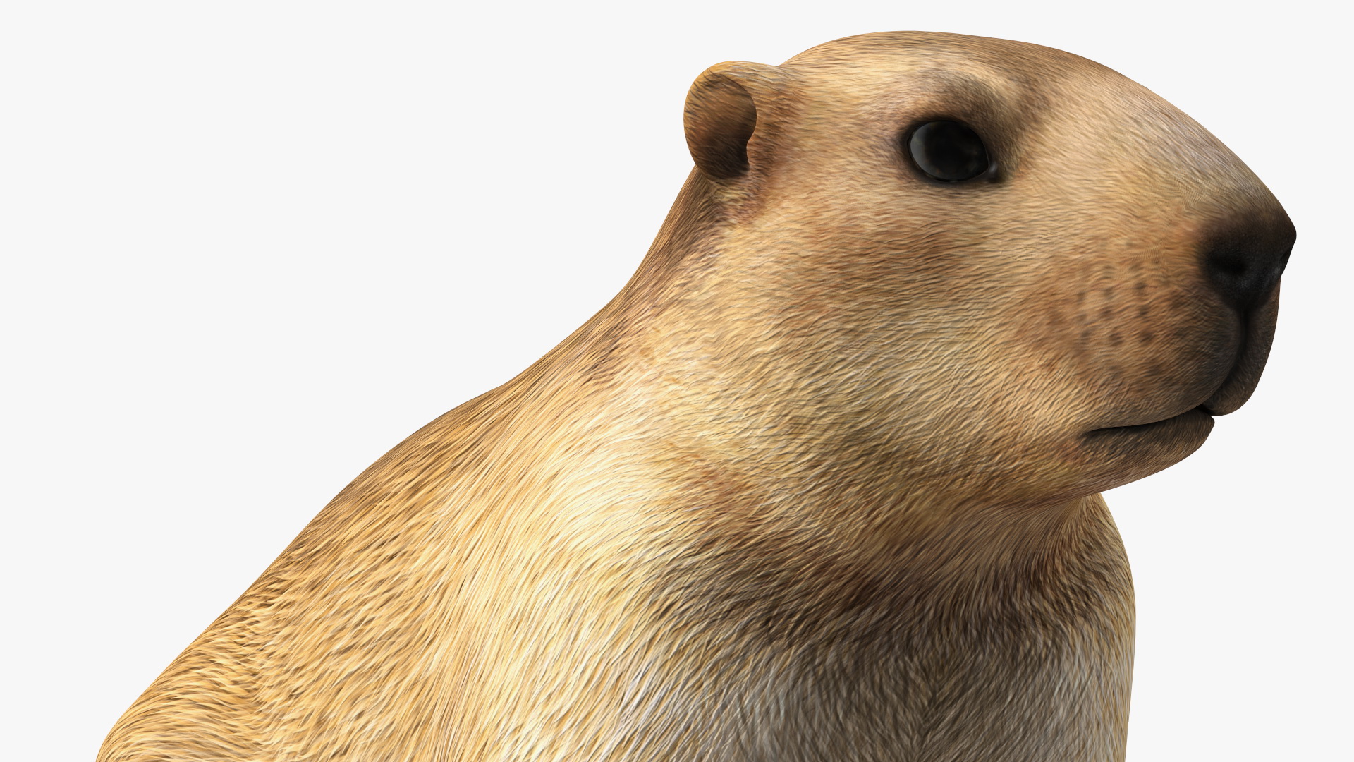 3D Sitting Ground Squirrel model