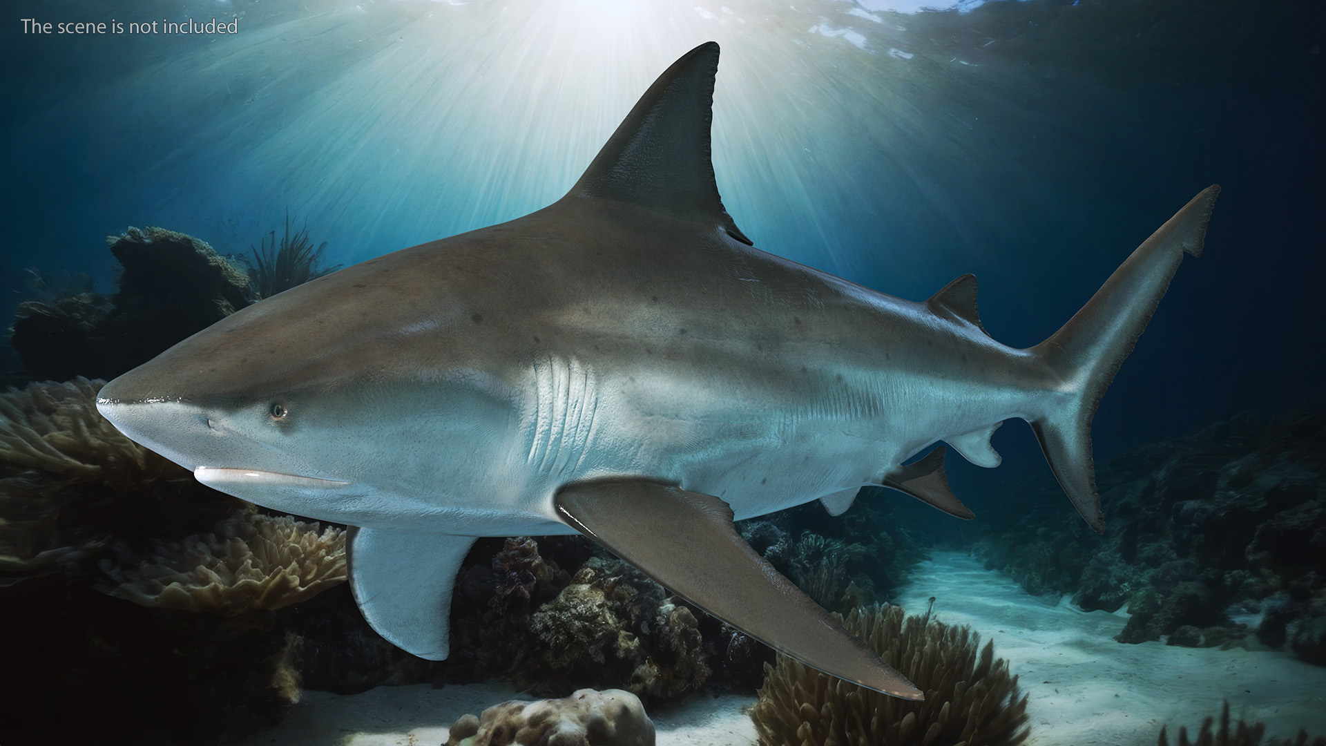 3D Realistic Bull Shark Rigged for Maya