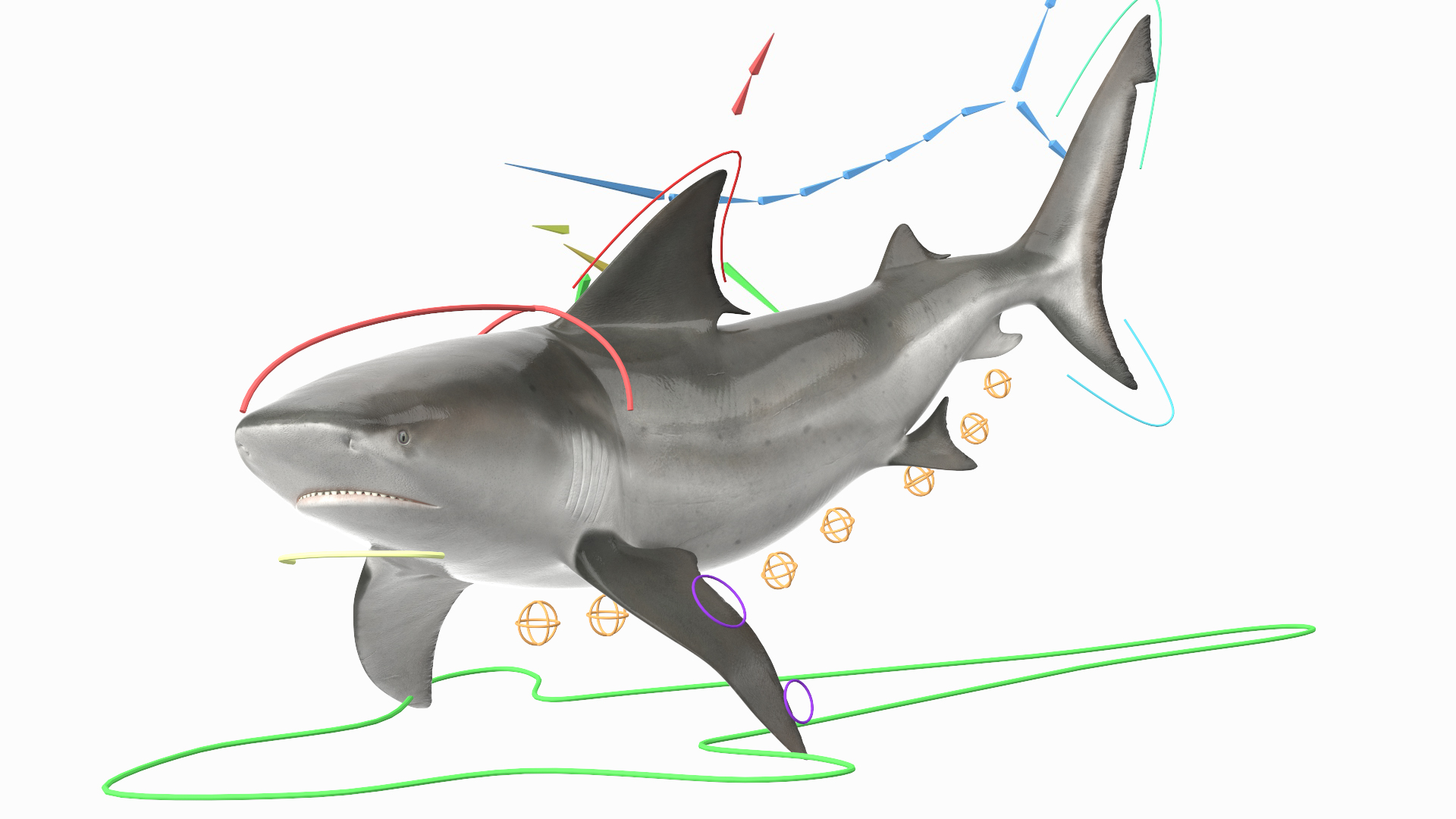 3D Realistic Bull Shark Rigged for Maya